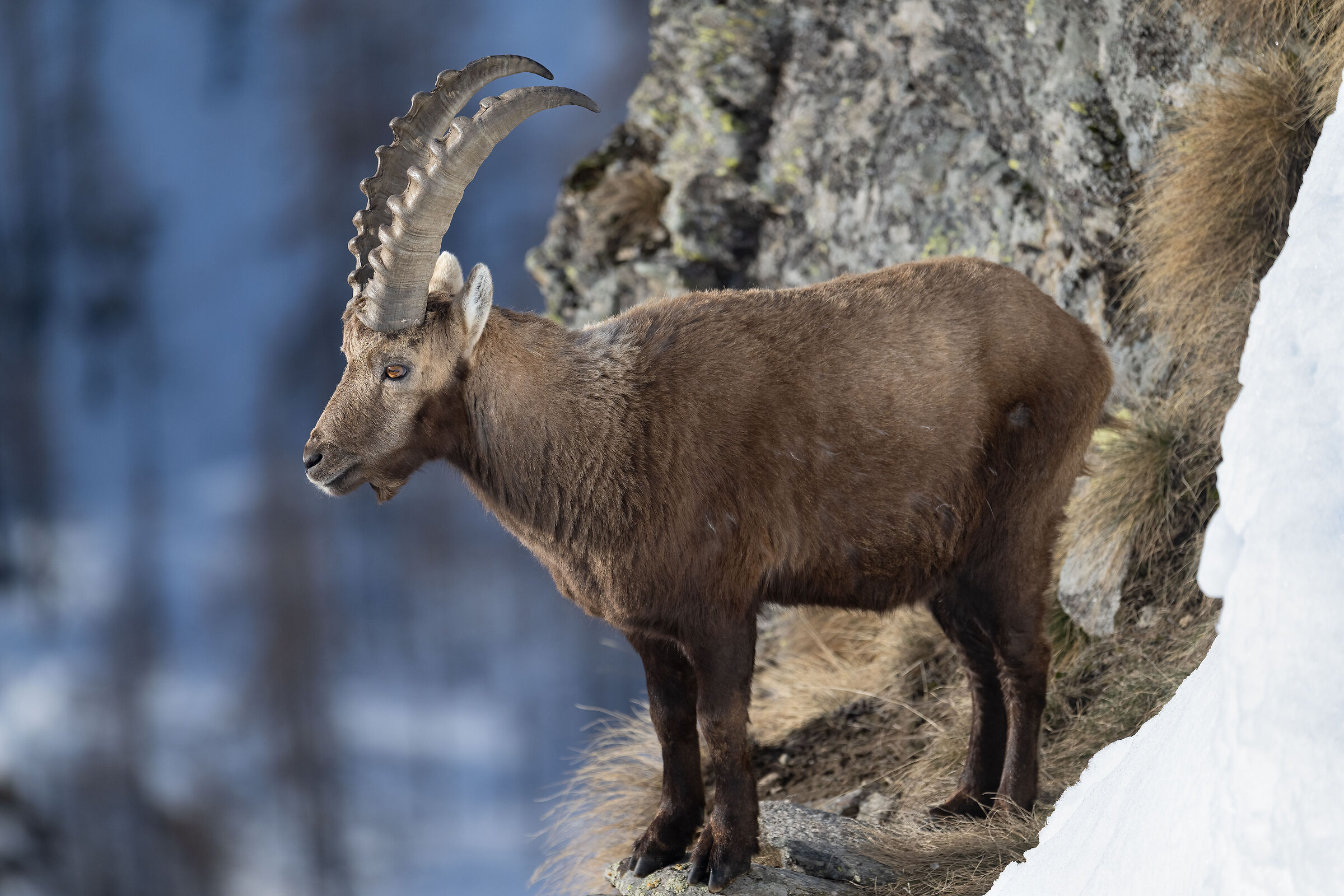 Ibex - Gran Paradiso National Park