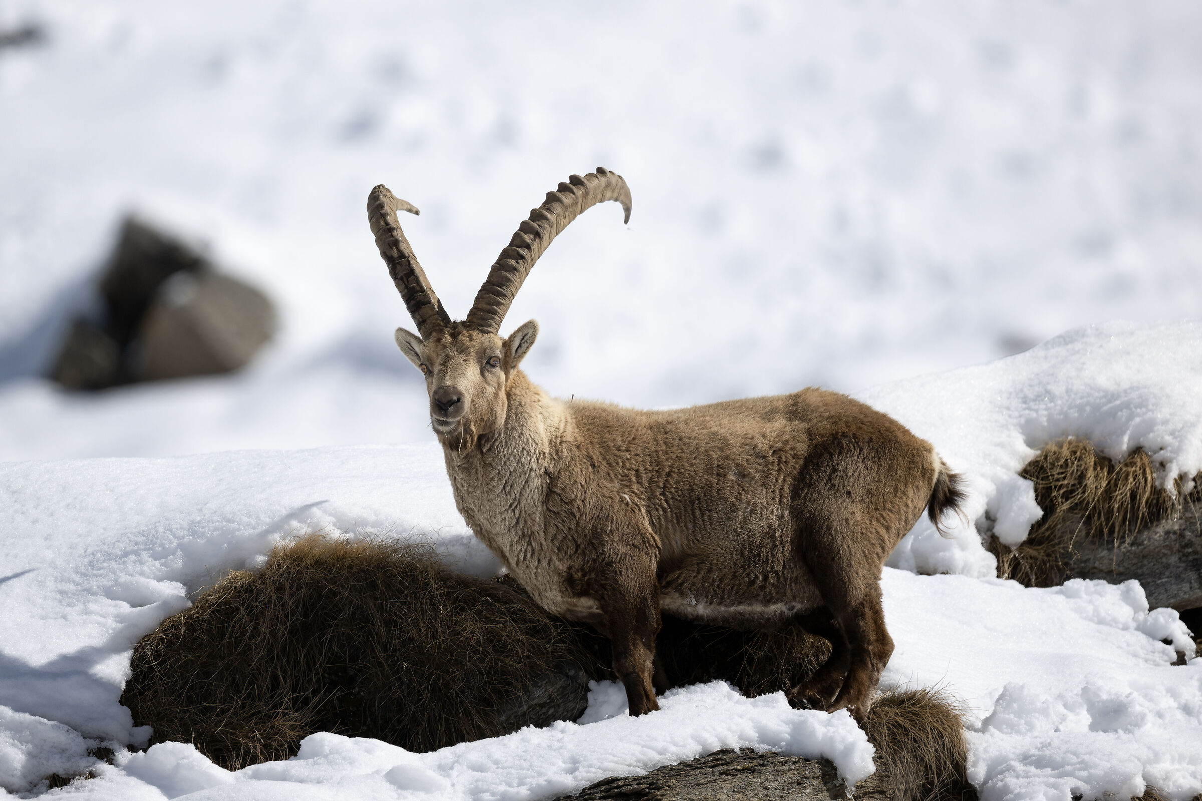Ibex - Gran Paradiso National Park