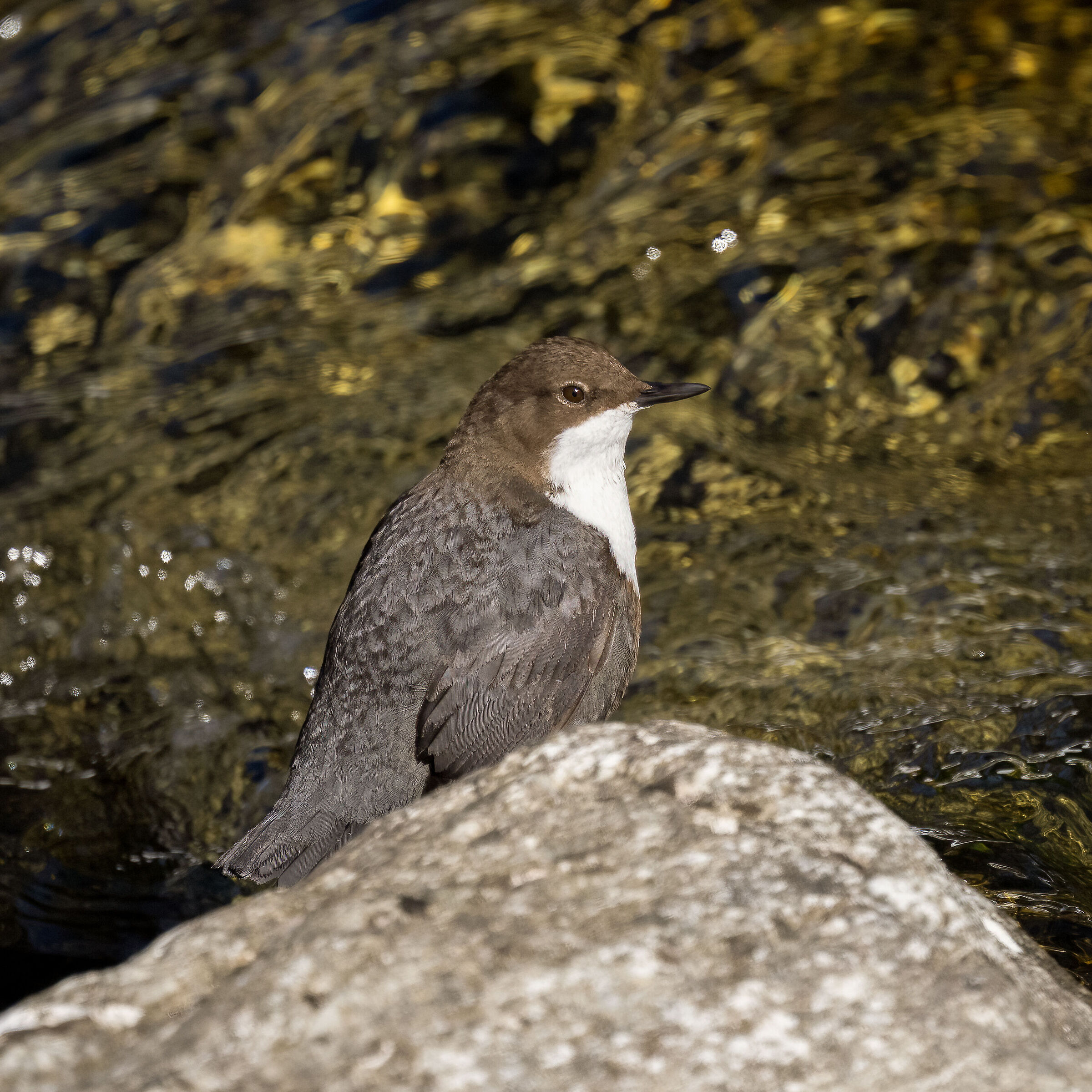 dipper - Gran Paradiso National Park
