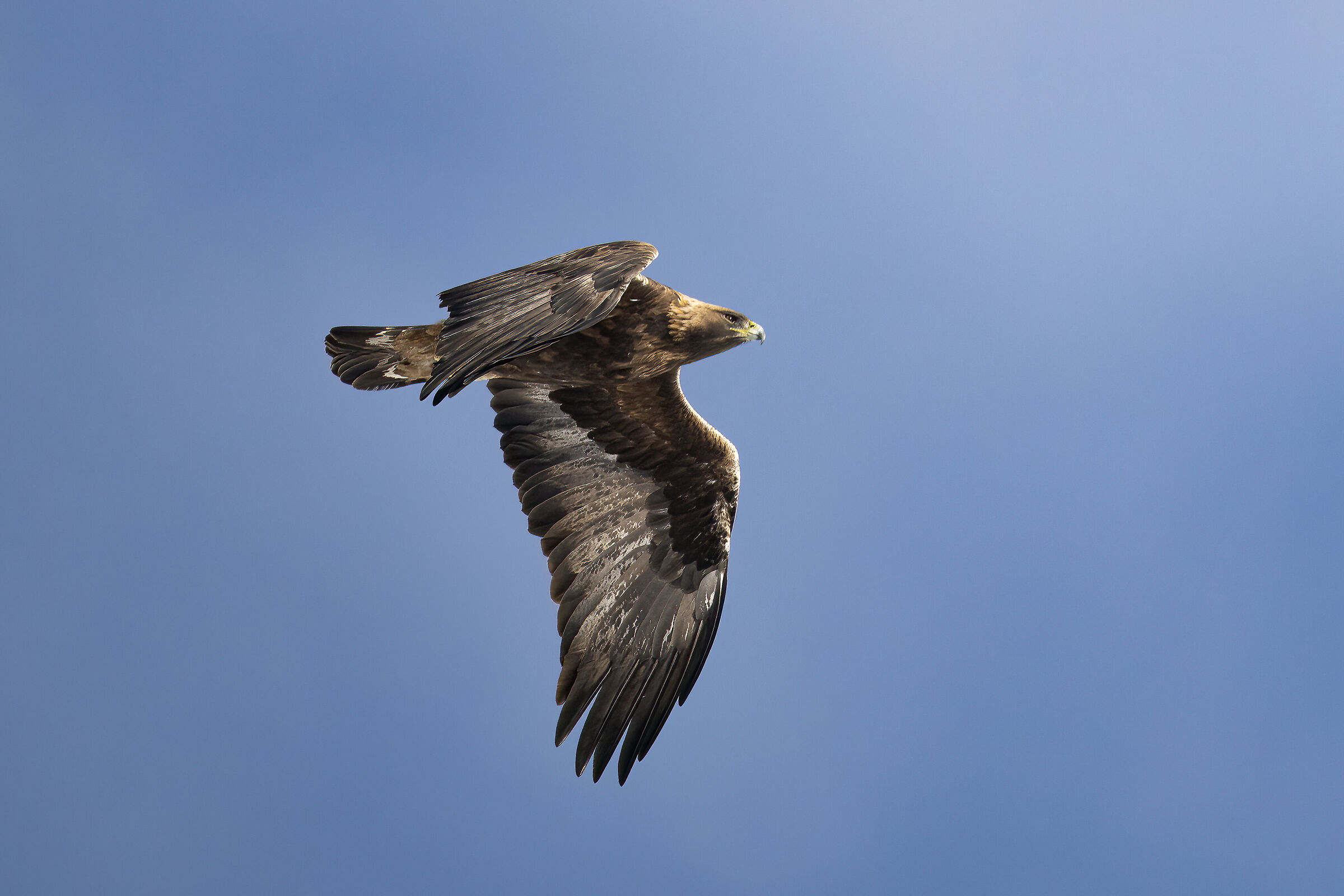 Golden Eagle - Gran Paradiso National Park