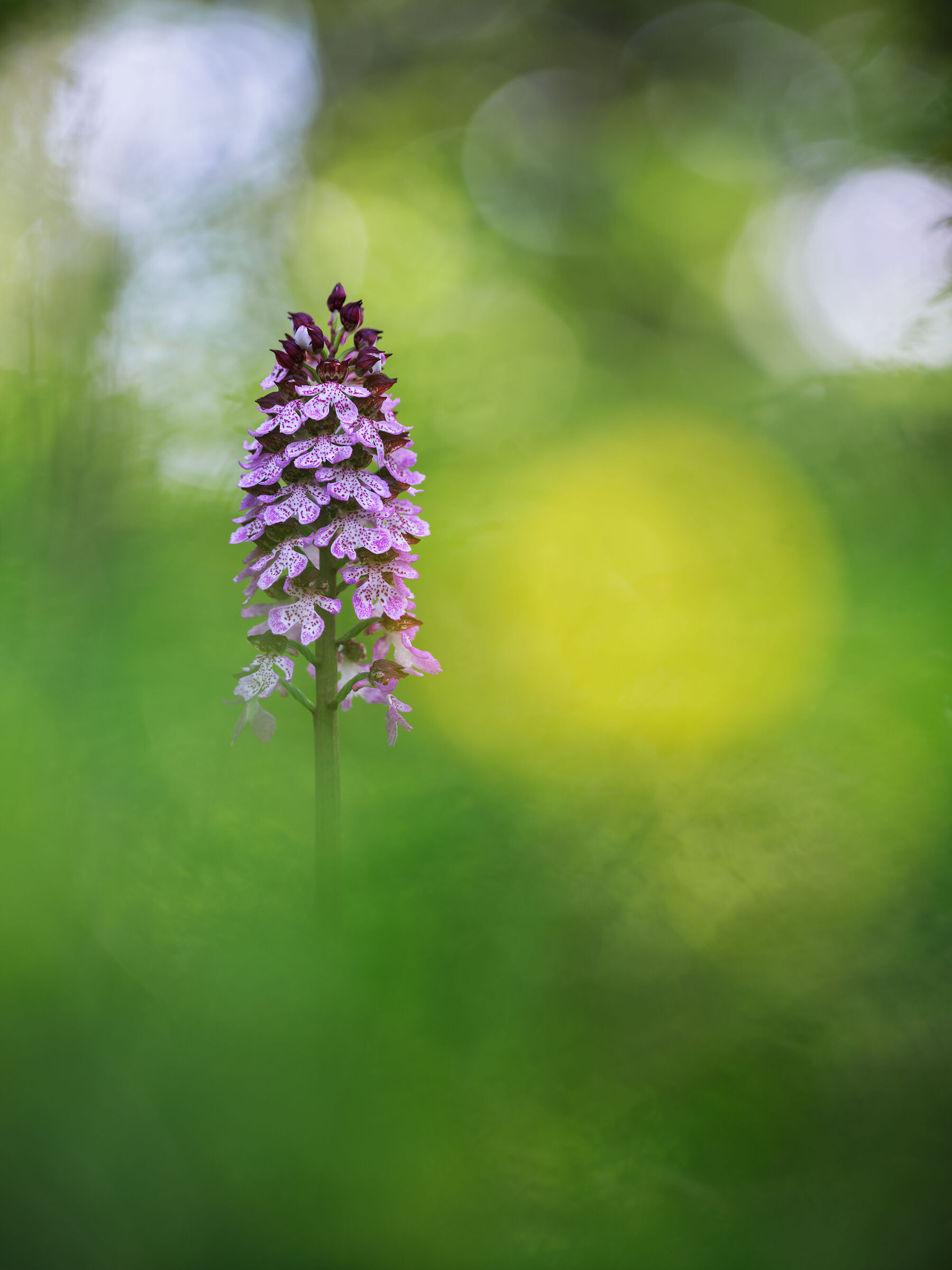 Orchis purpurea