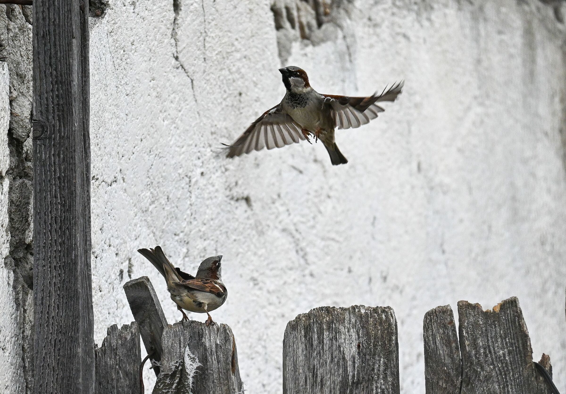 Anche i passeri domestici sono uccelli
