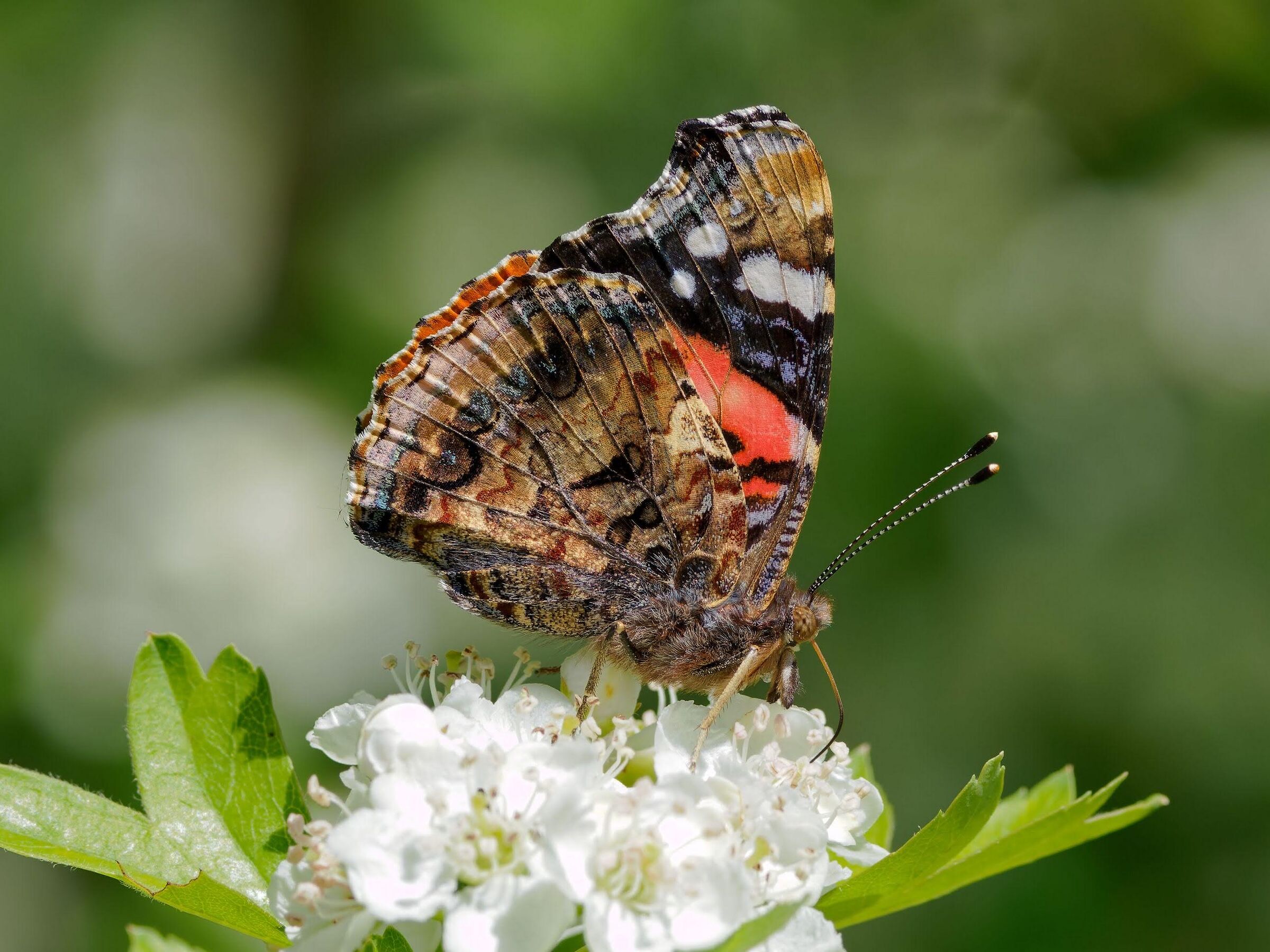 Vanessa Atalanta