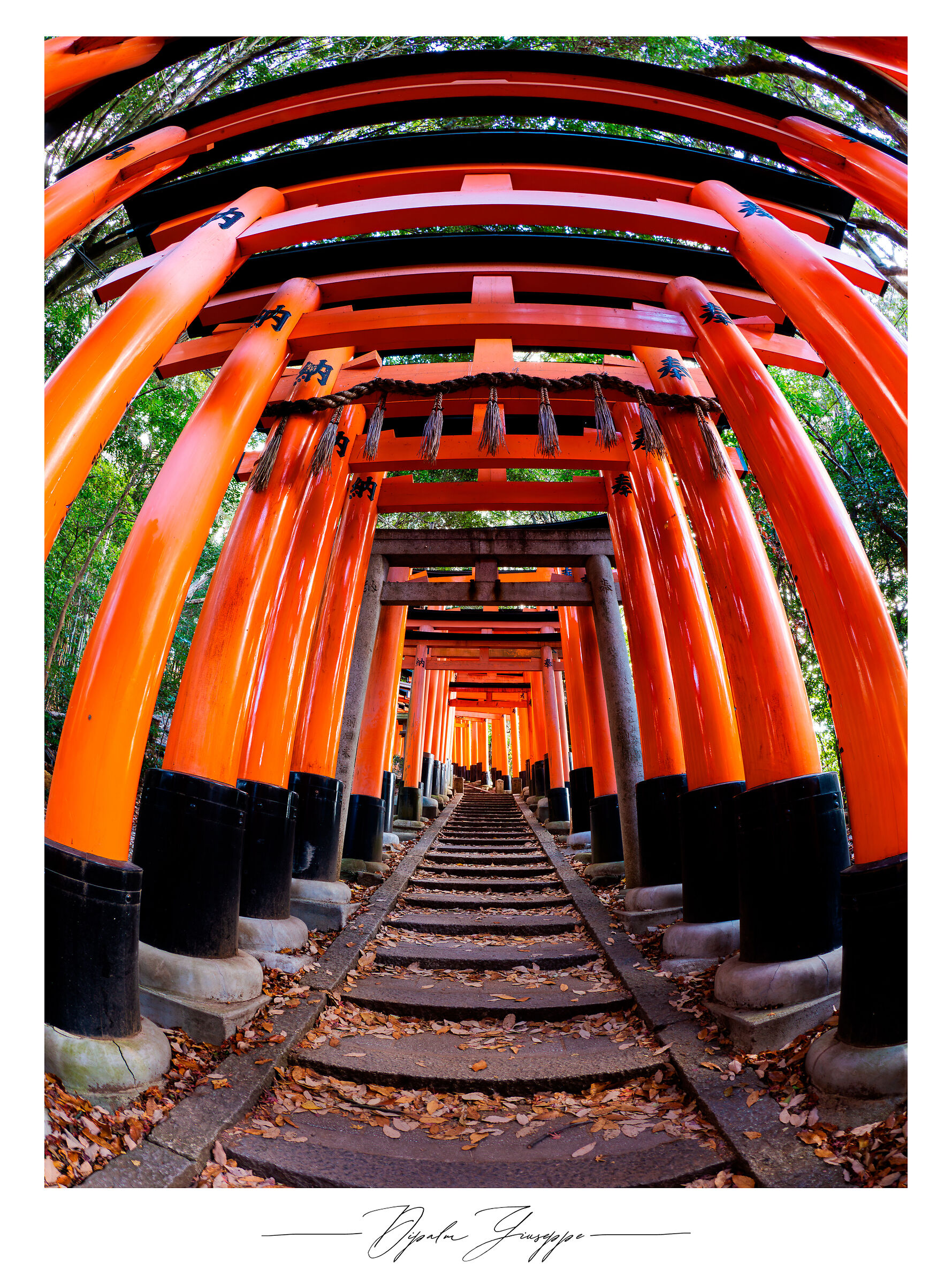 Fushimi inari torii