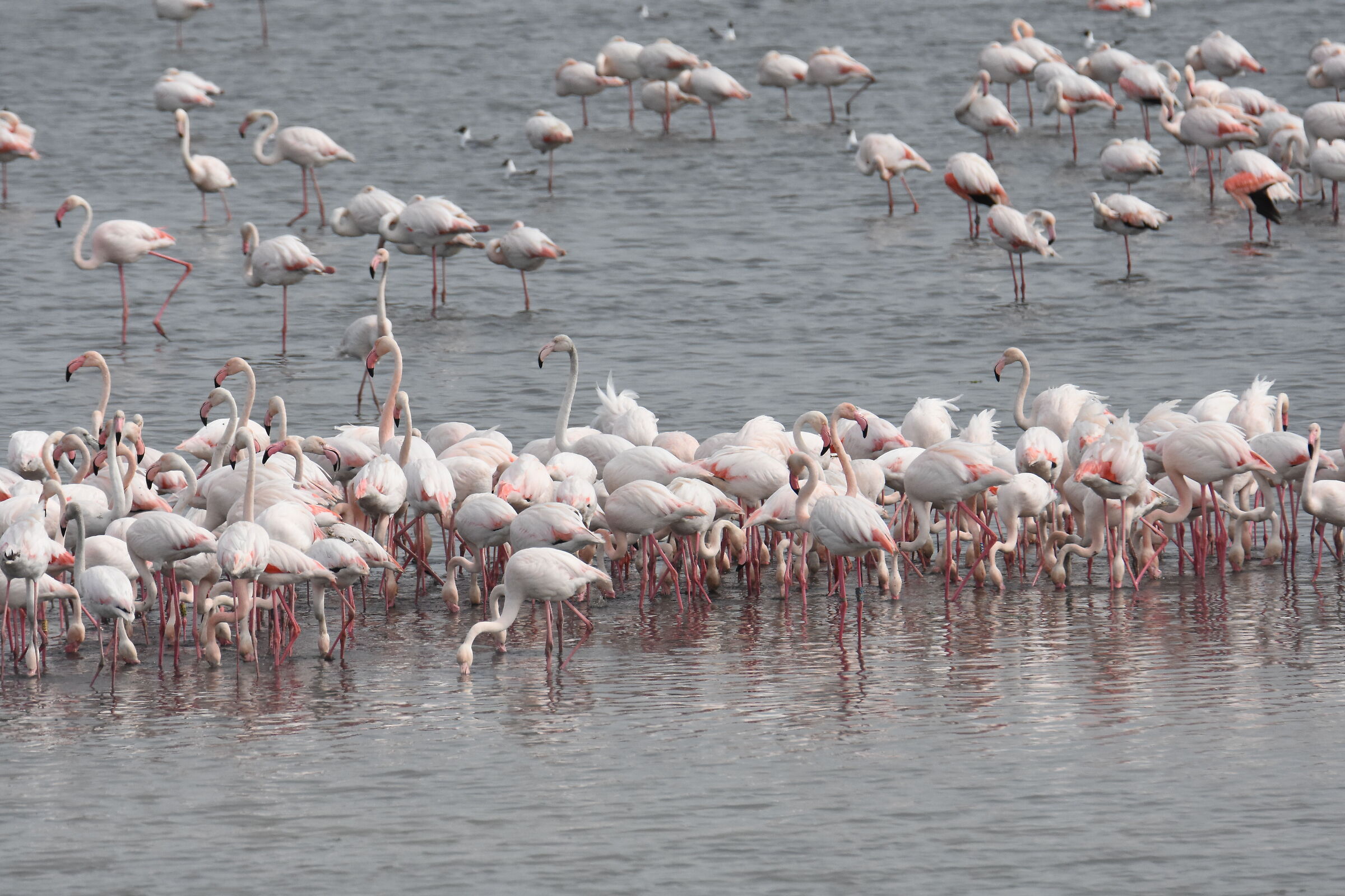 Flamingos Chioggia