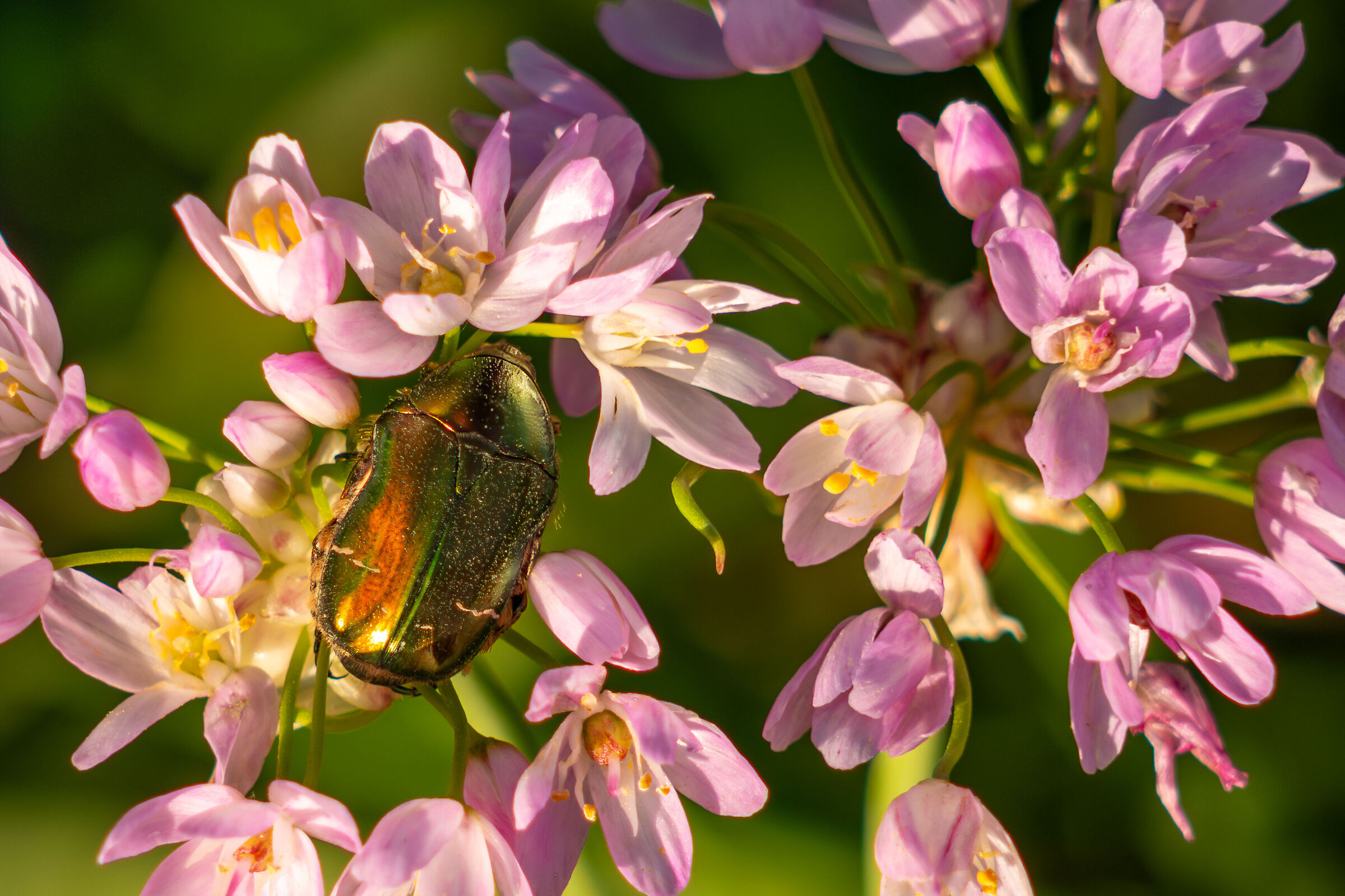 Cetonia dorata (Maggiolino verde)