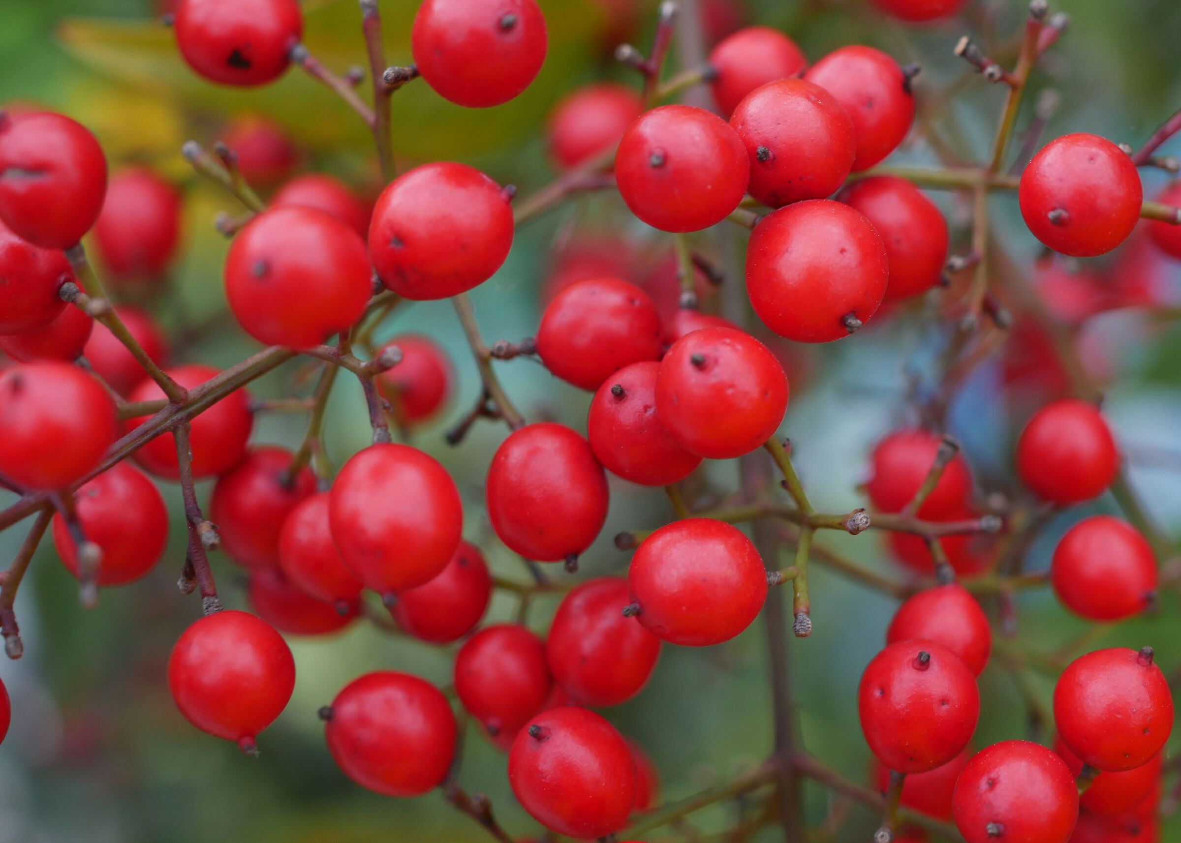 Berries