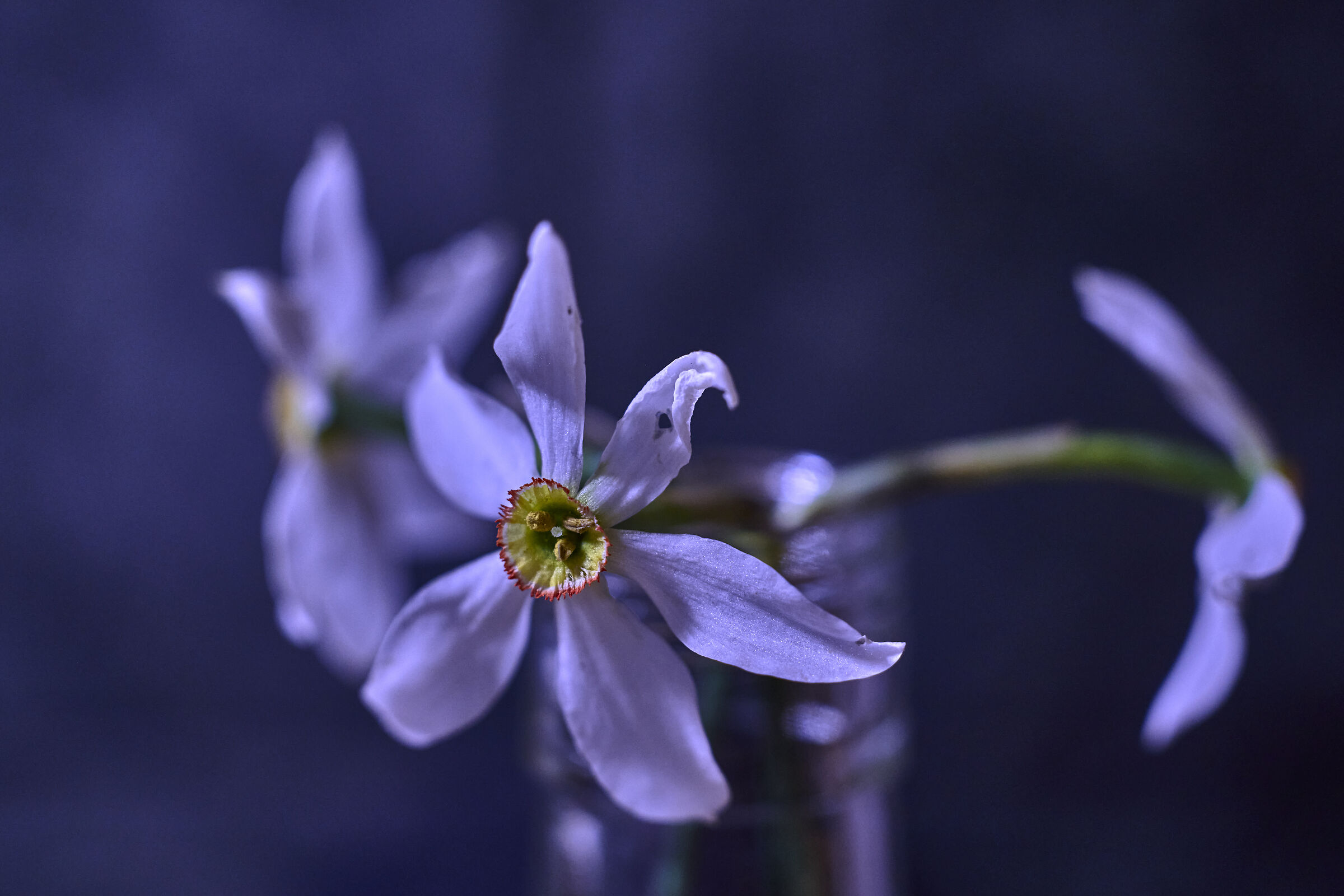 Narciso Bianco selvatico