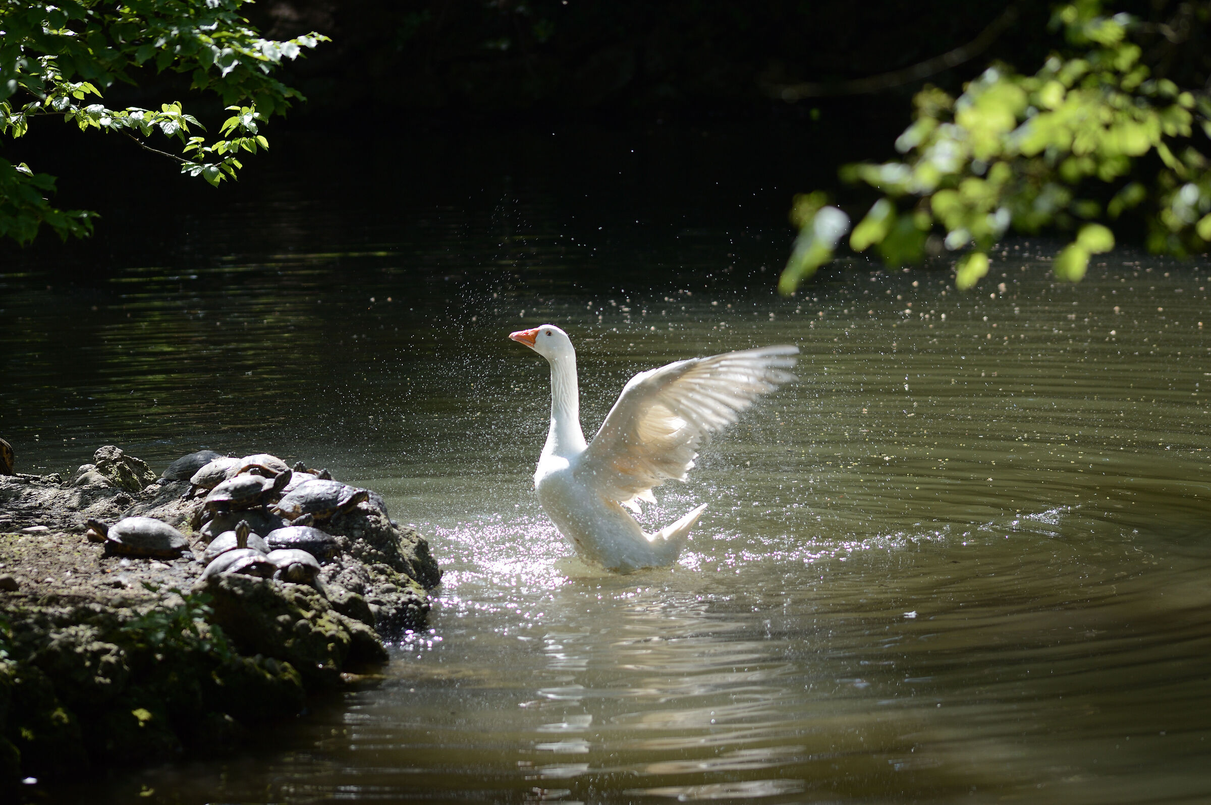Elegance between Water and Land
