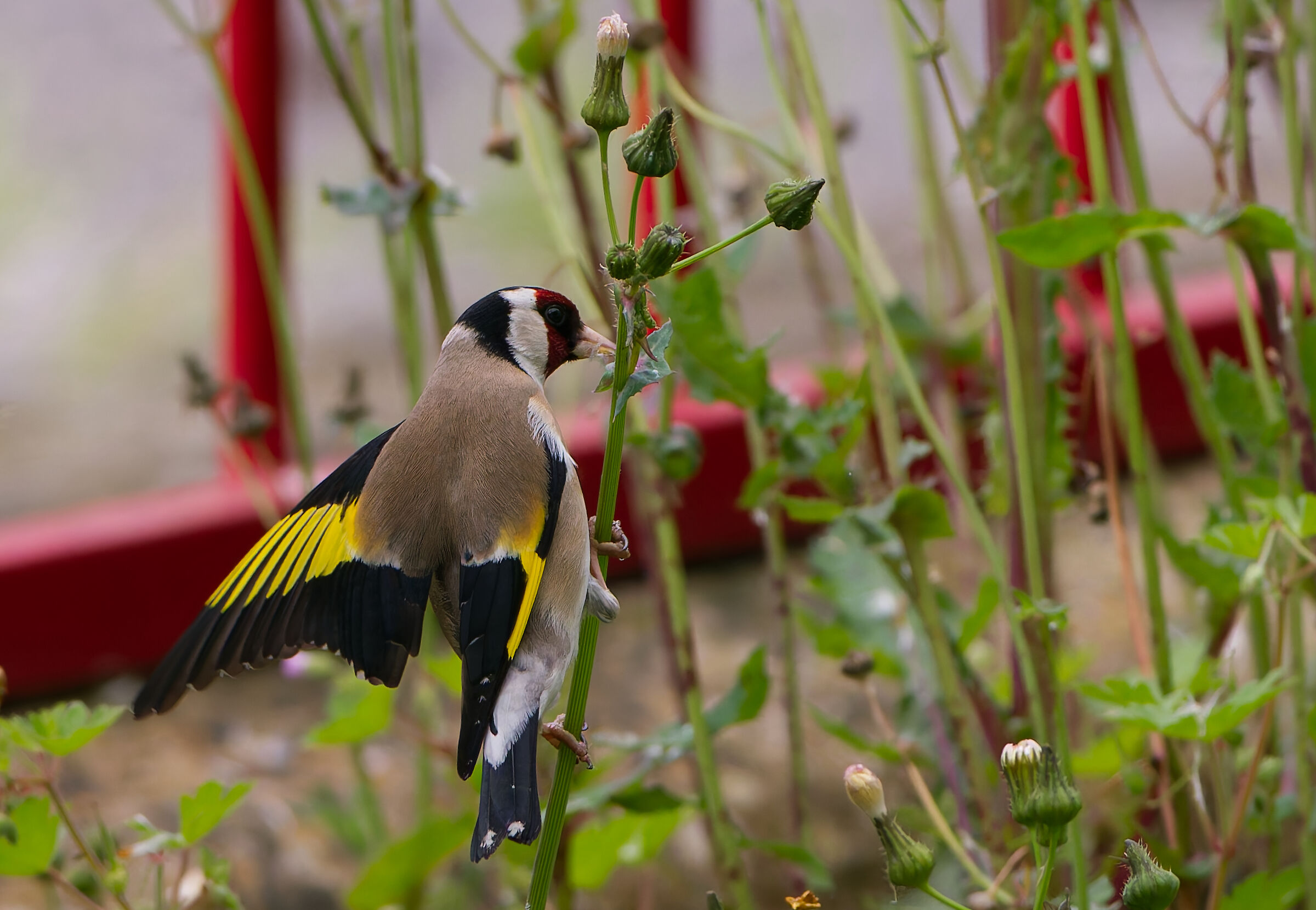 The goldfinch likes flowers
