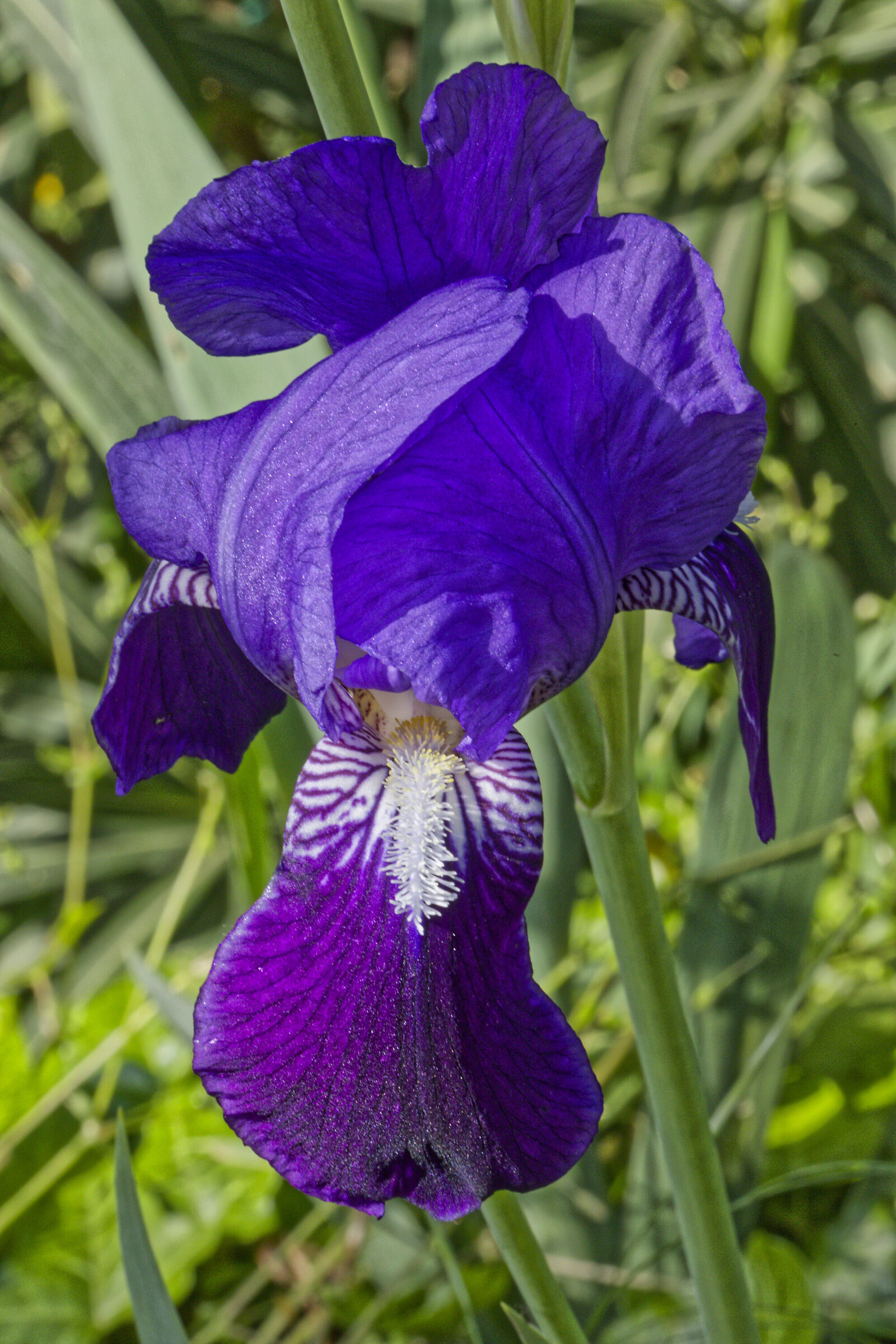 Iris