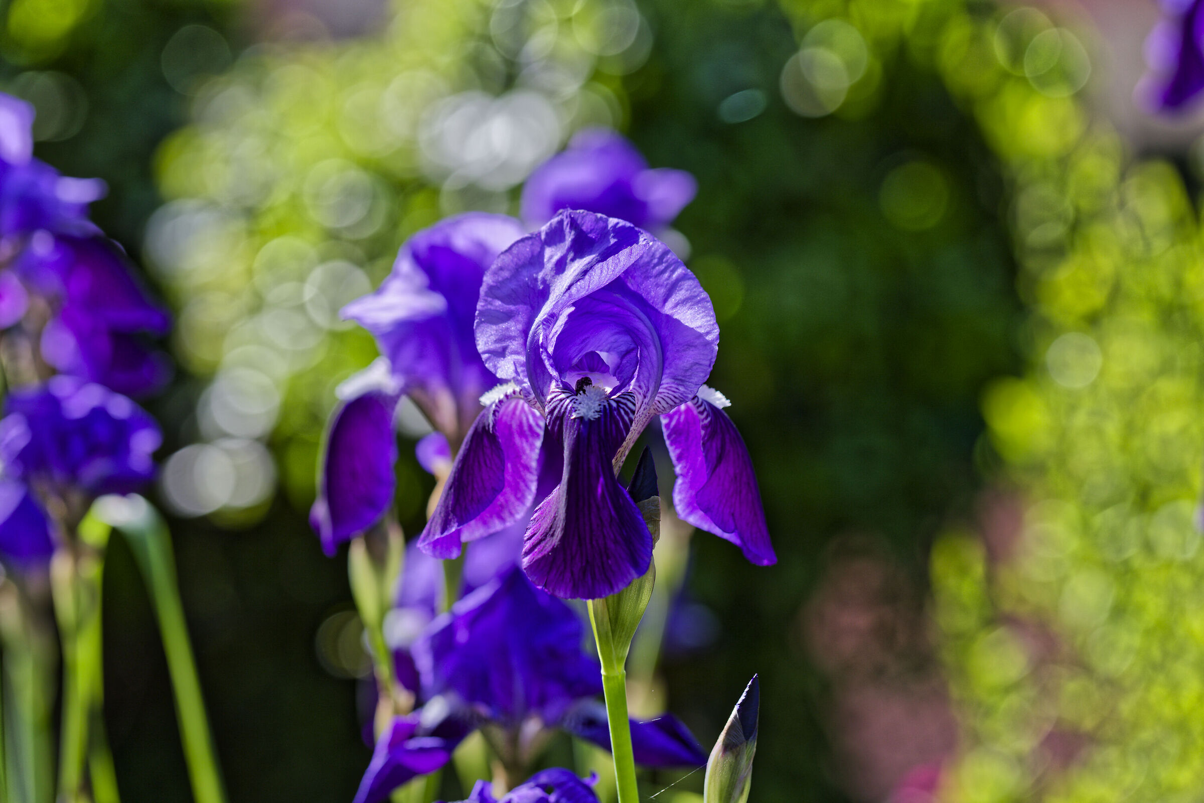 Iris
