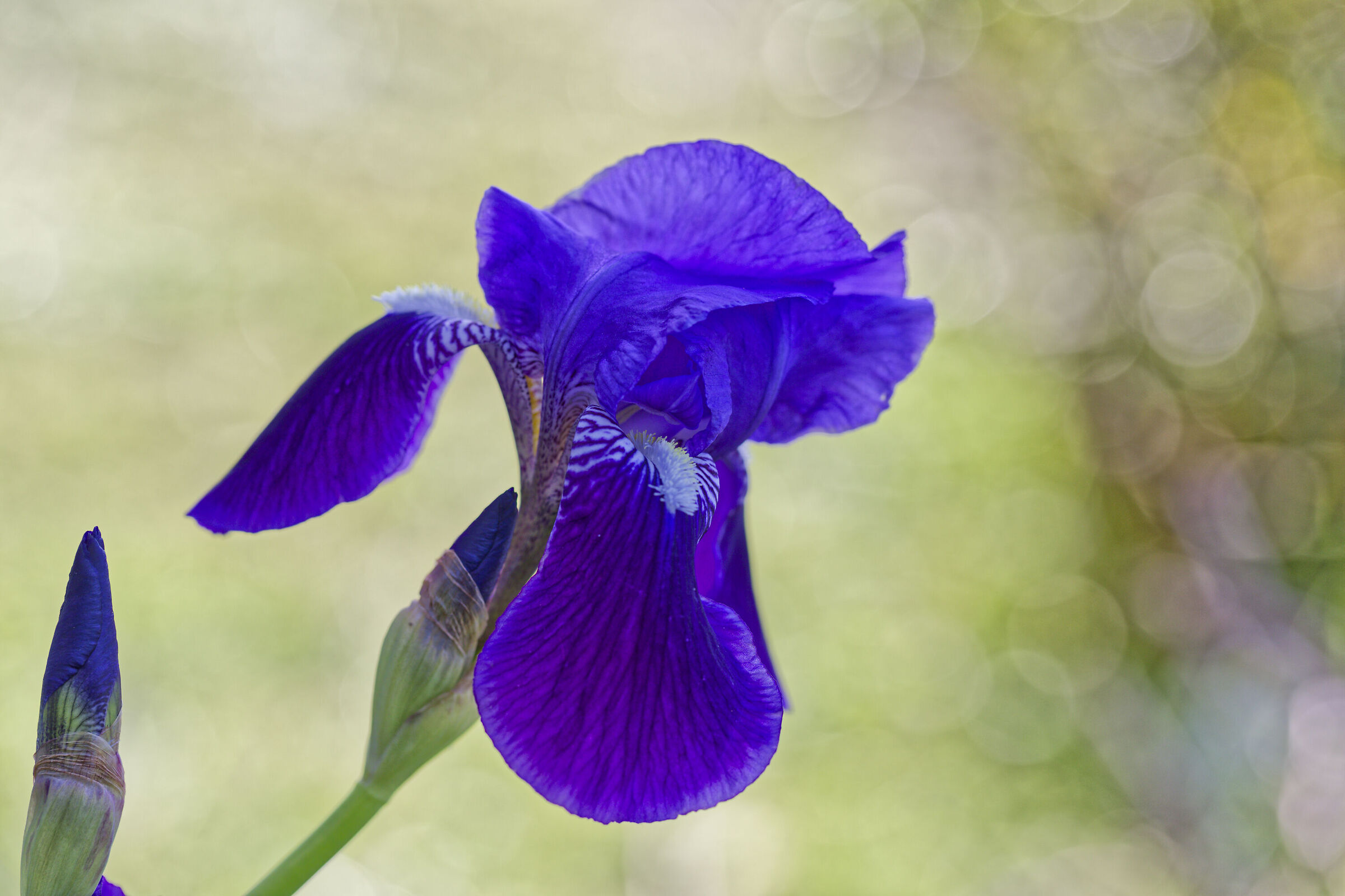 Iris