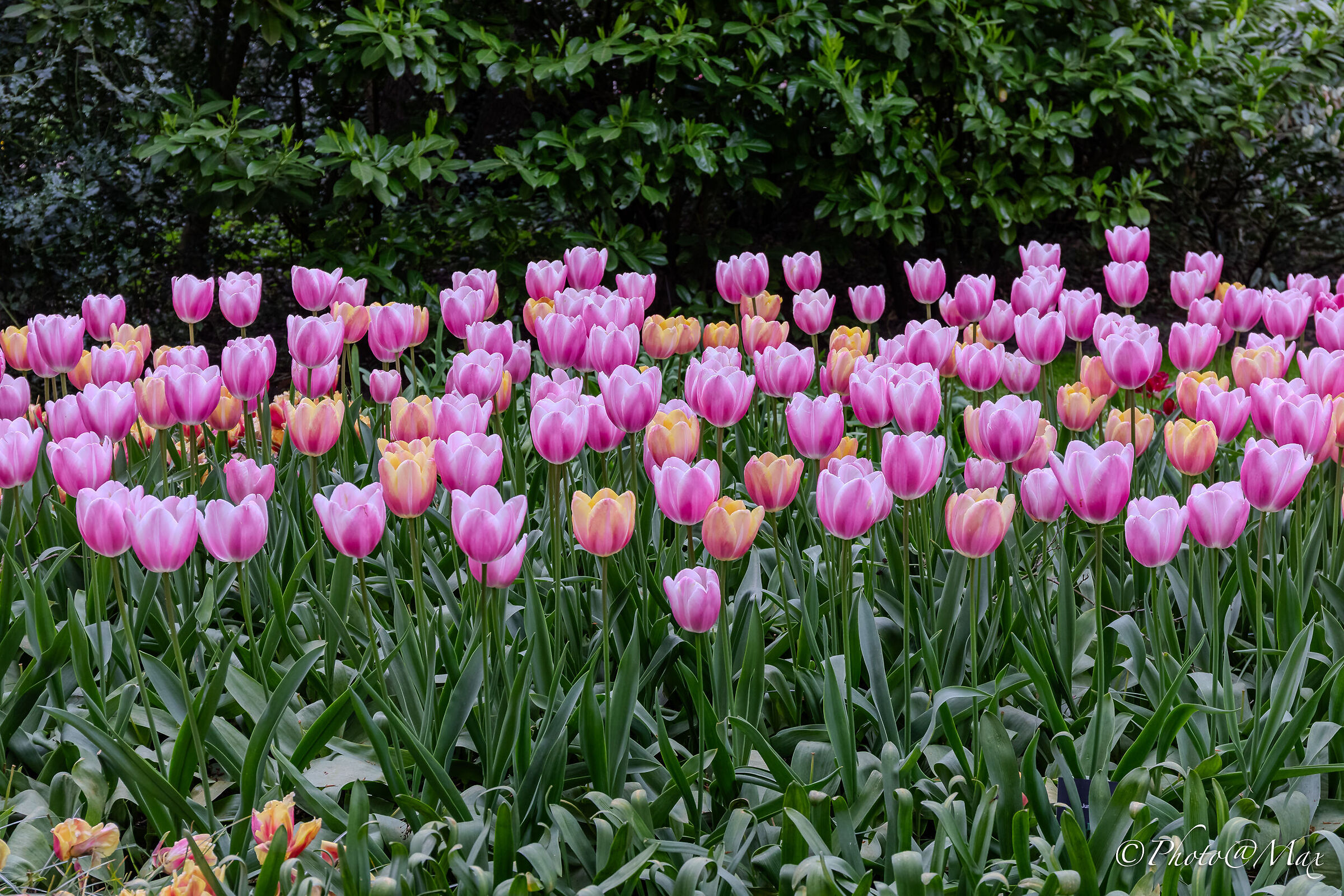 Tulips & Tulips