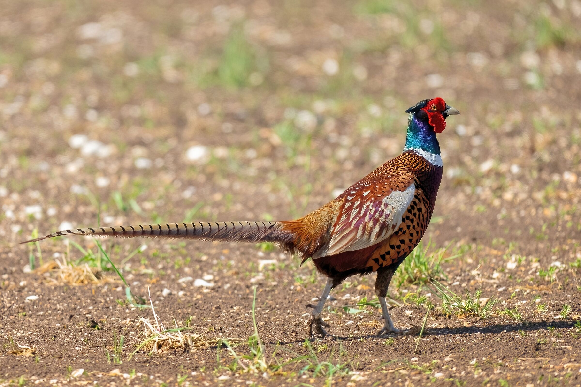 Common pheasant