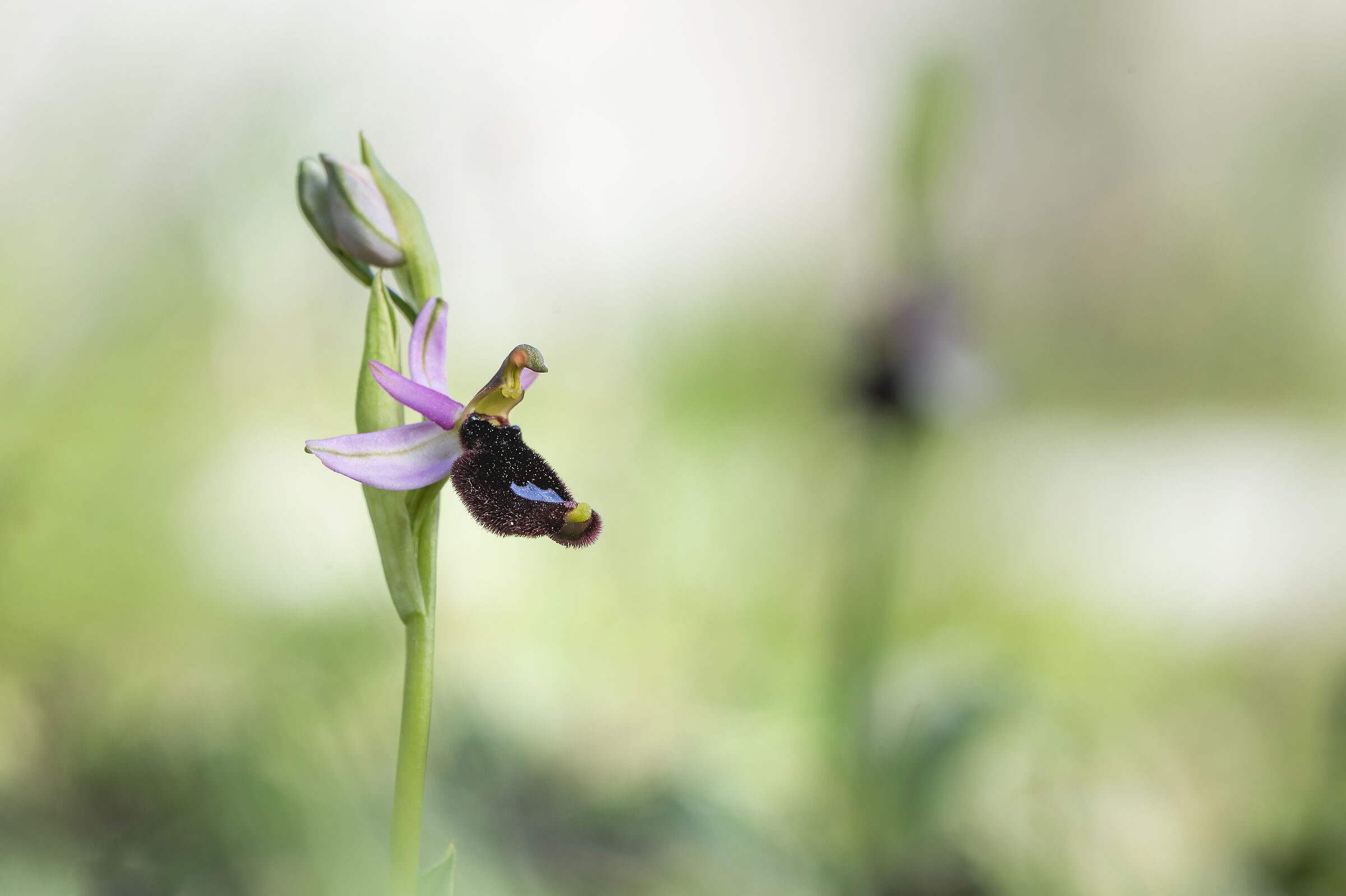Ophrys bertolonii