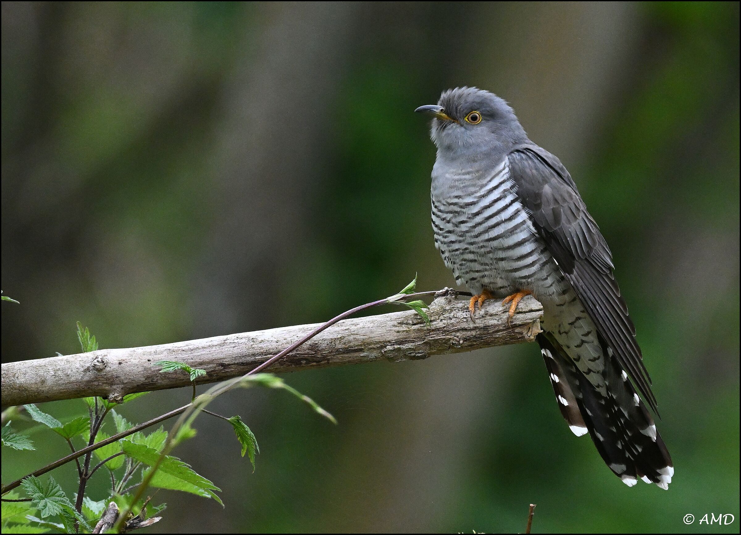 Cuckoo