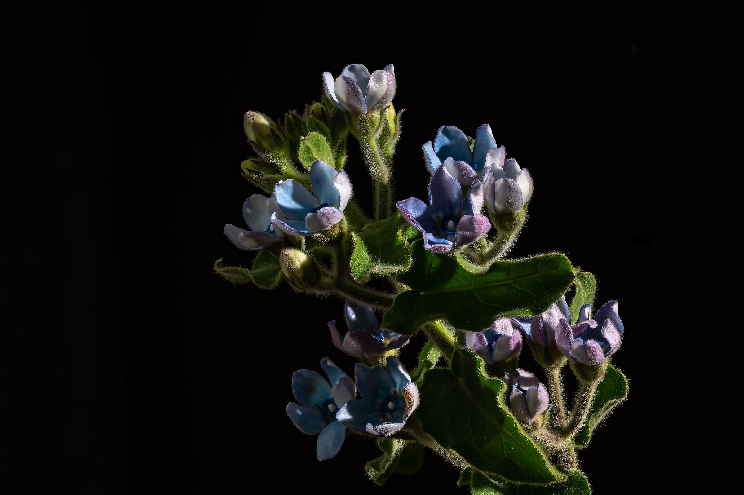 Oxypetalum