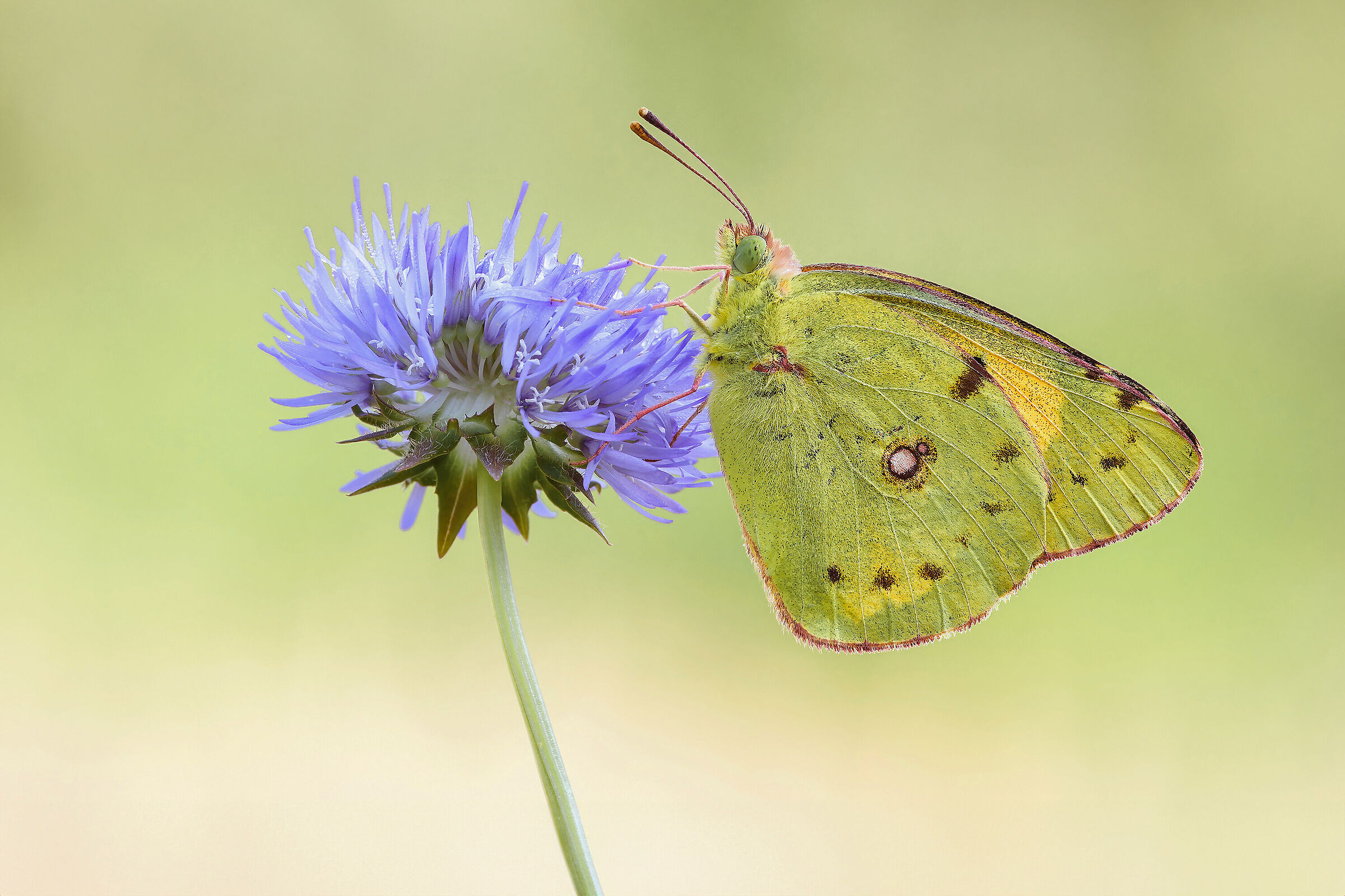 Colias