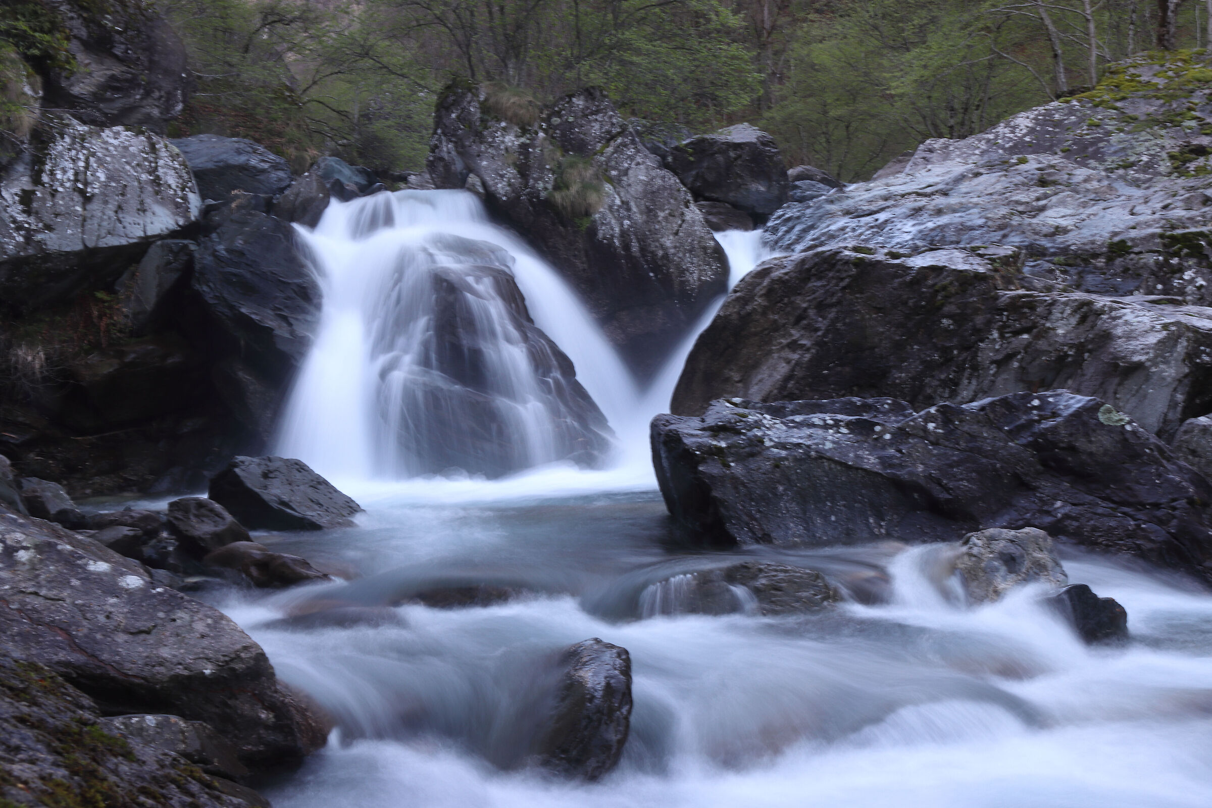 impetuous "fiumenero"