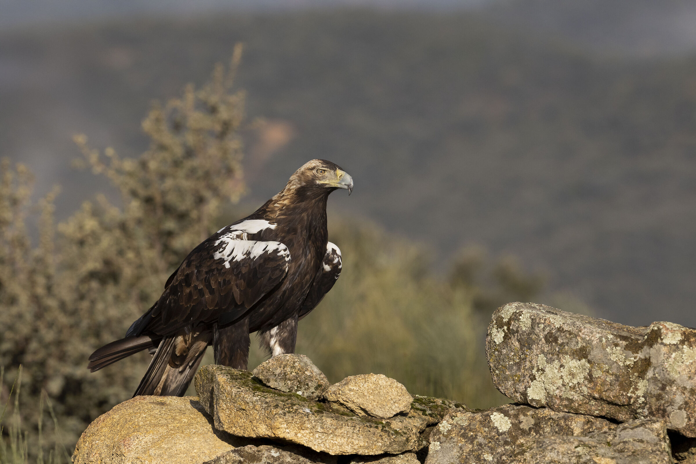 Imperial Eagle adult female