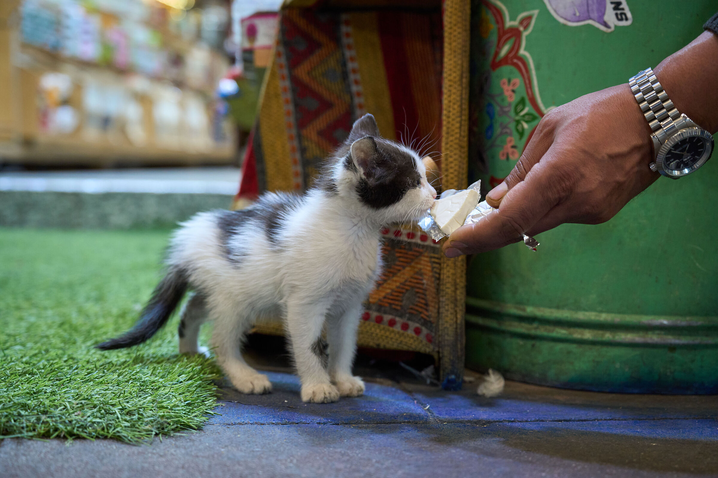 Le chat et le fromage