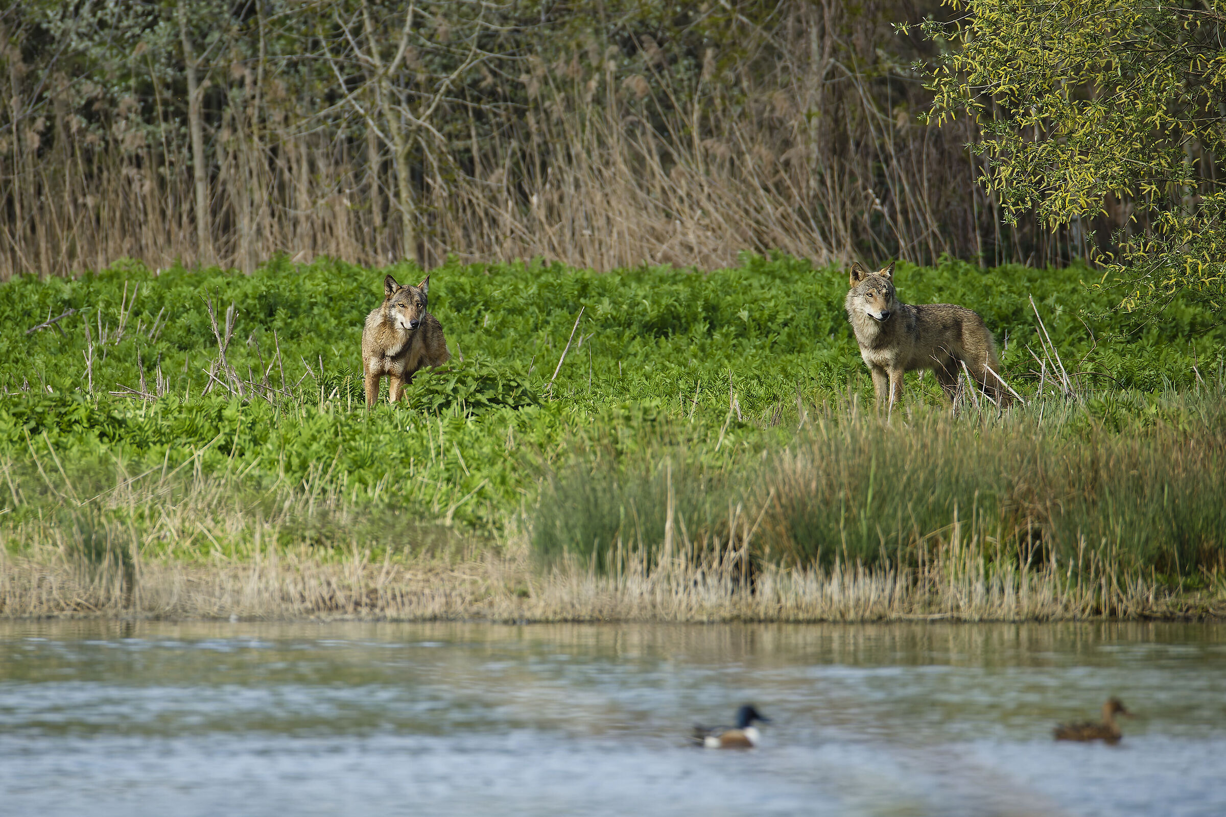 They suddenly appeared as shadows... (wolves)