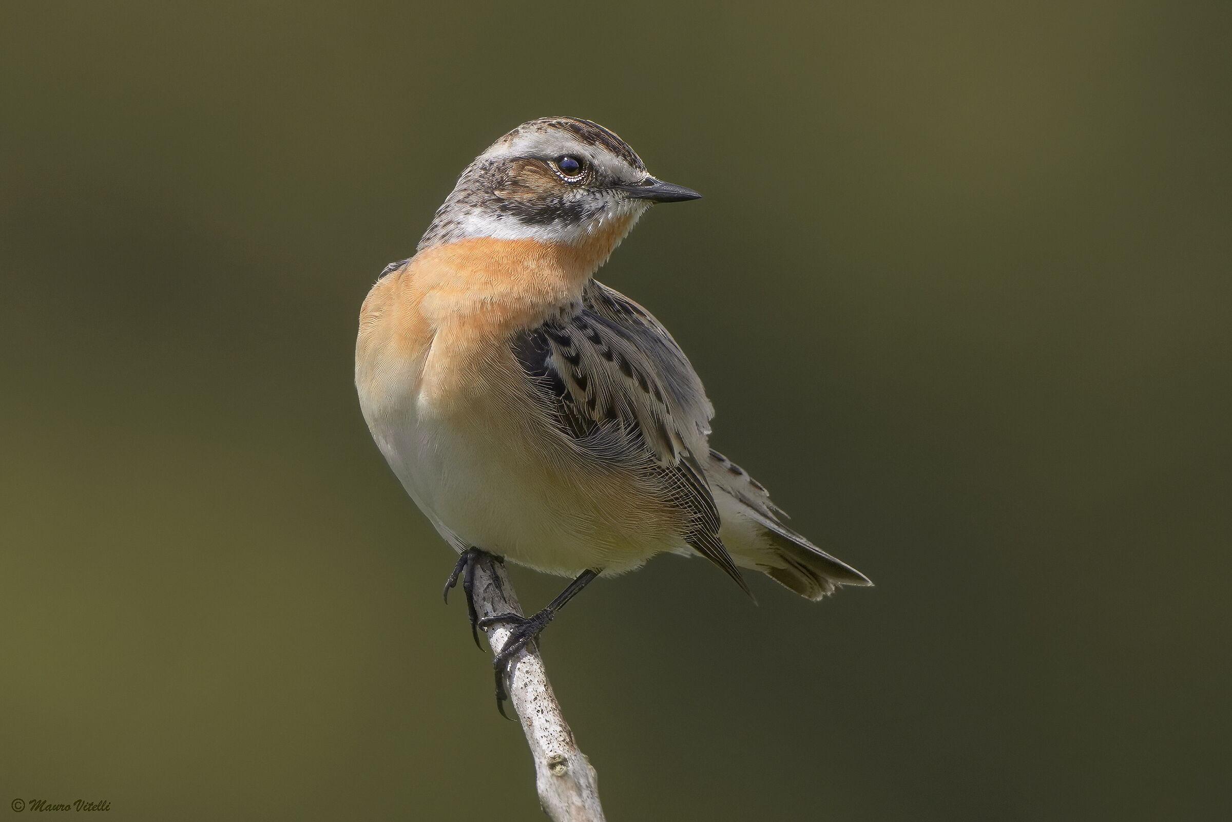Whinchat (Saxicola rubetra)