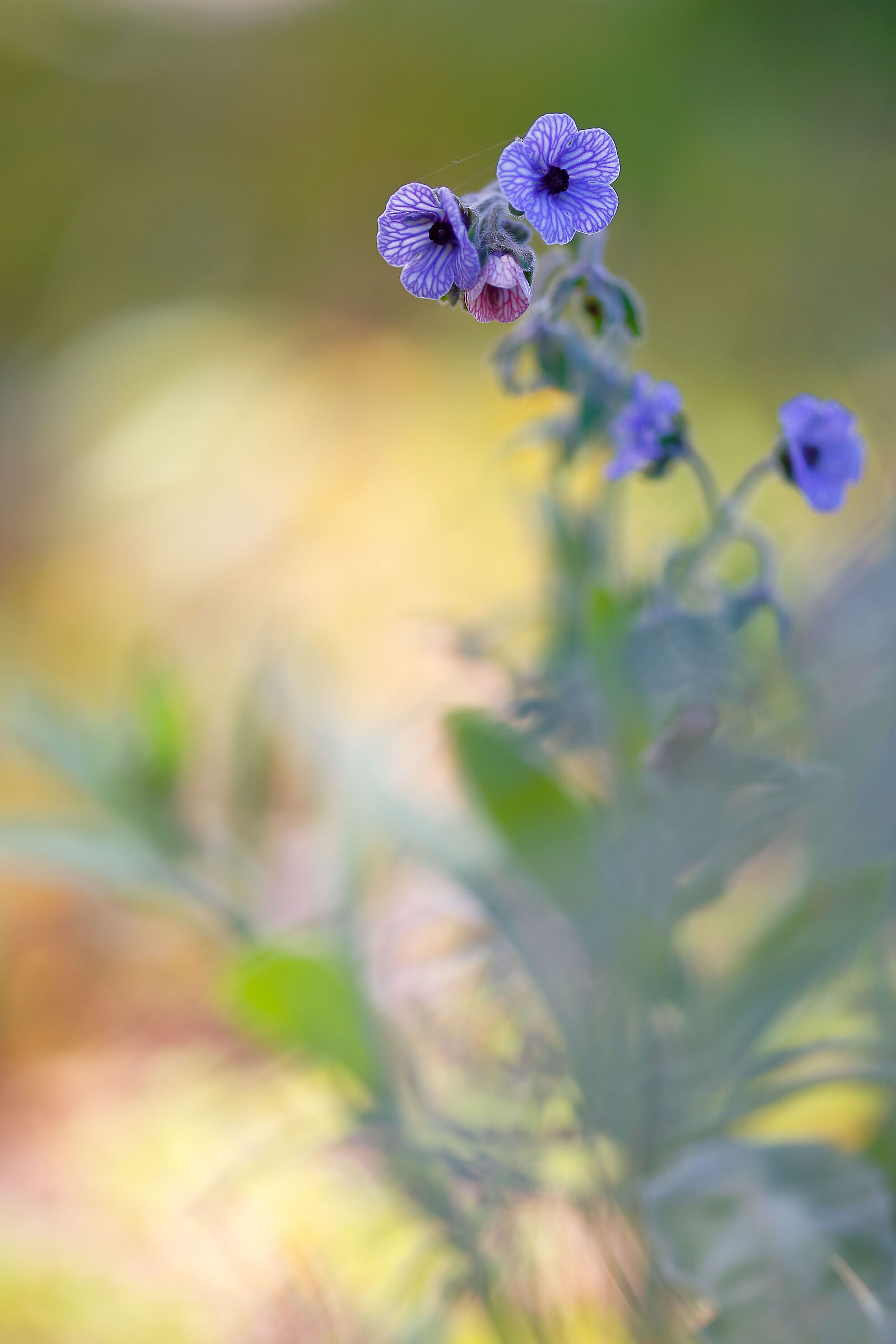 Cynoglossum creticum