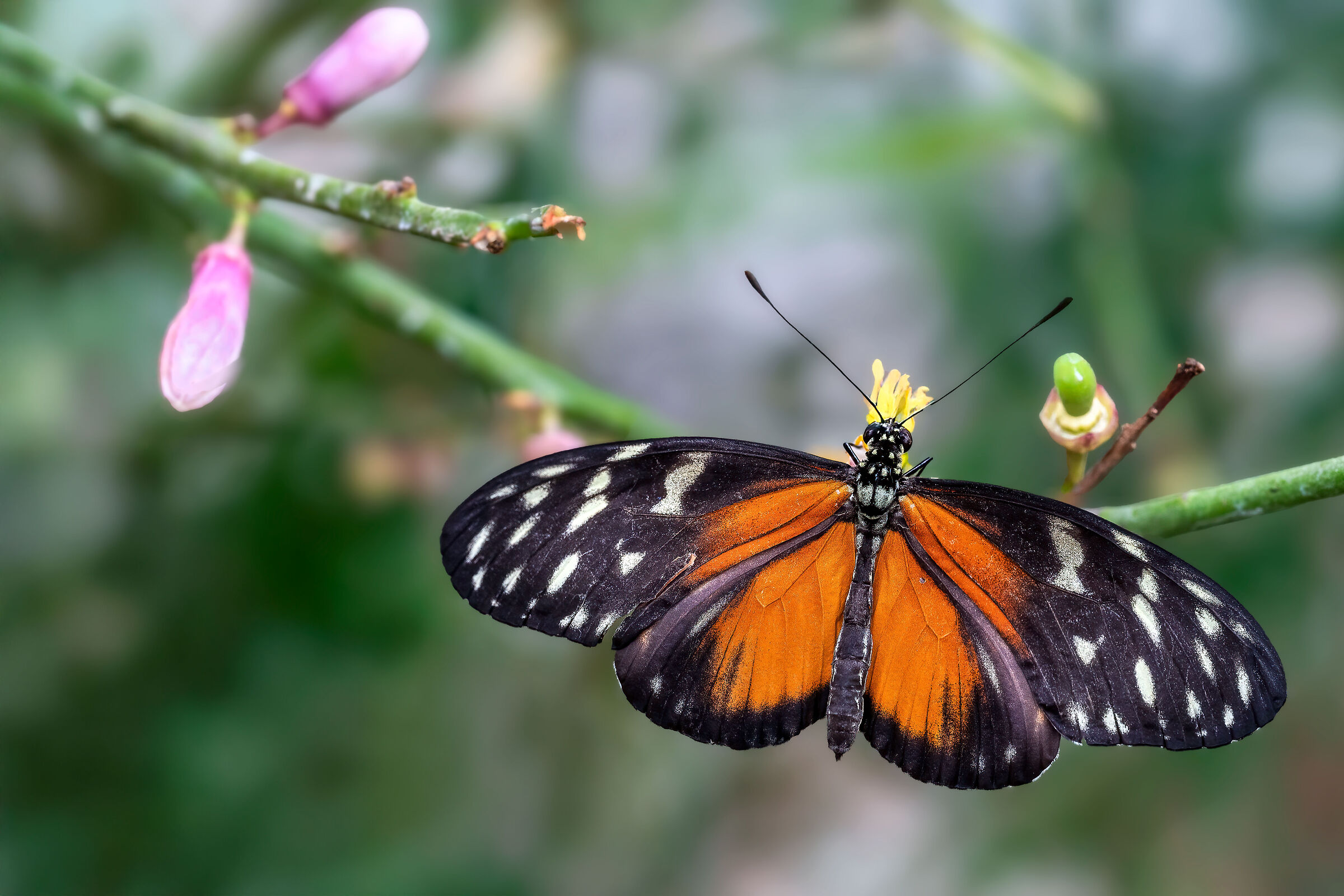 Heliconius ismenius
