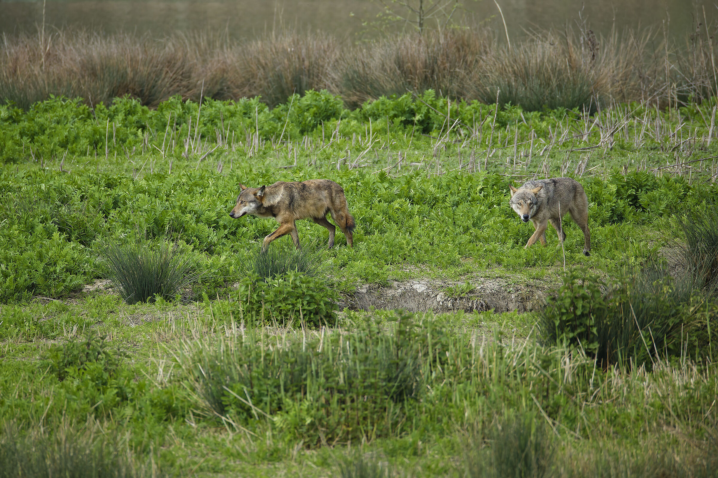 They suddenly appeared as shadows... (wolves)