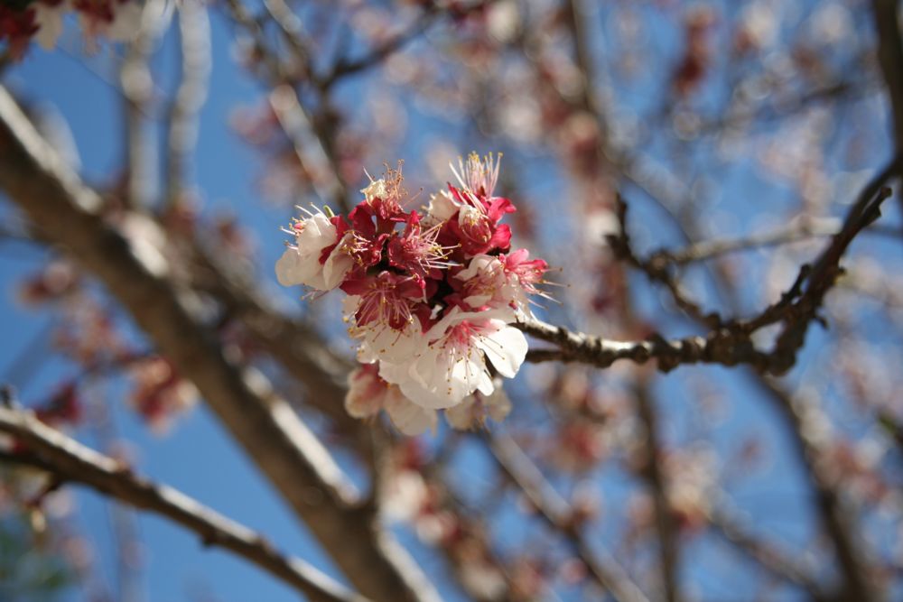 apricot tree in bloom