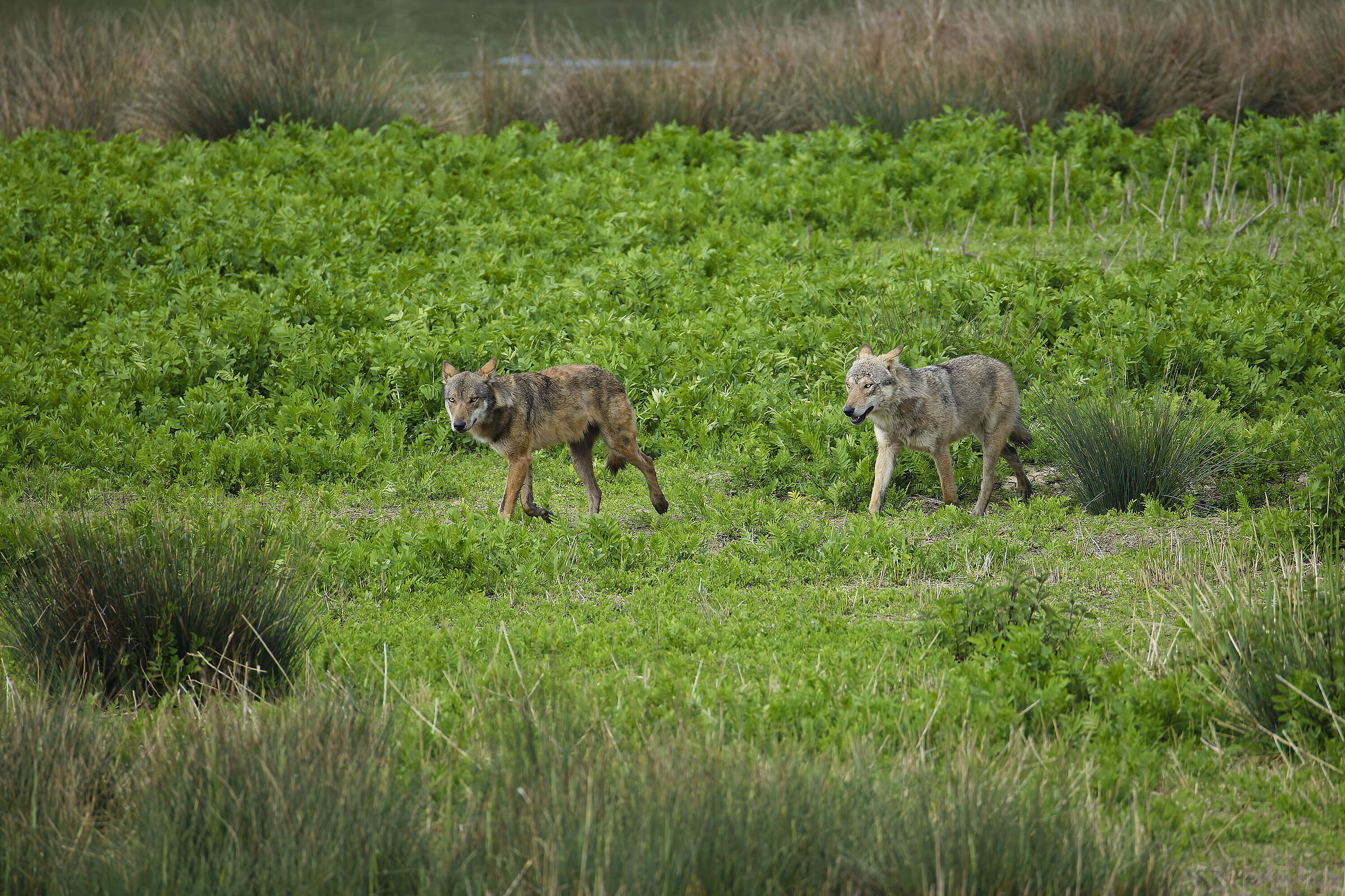 They suddenly appeared as shadows... (wolves)