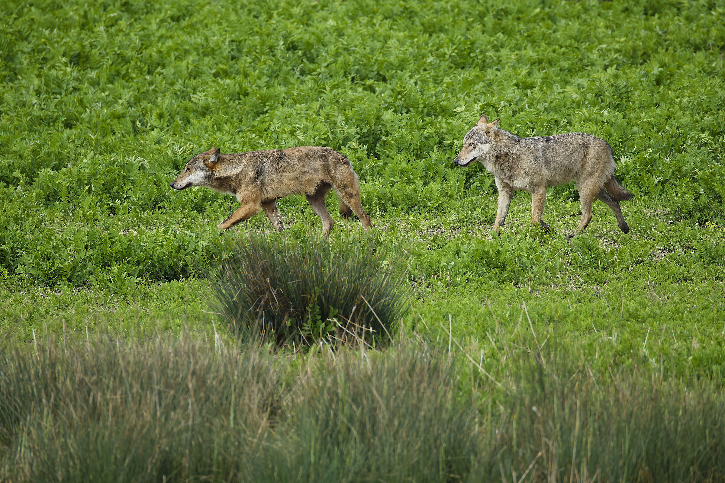 They suddenly appeared as shadows... (wolves)