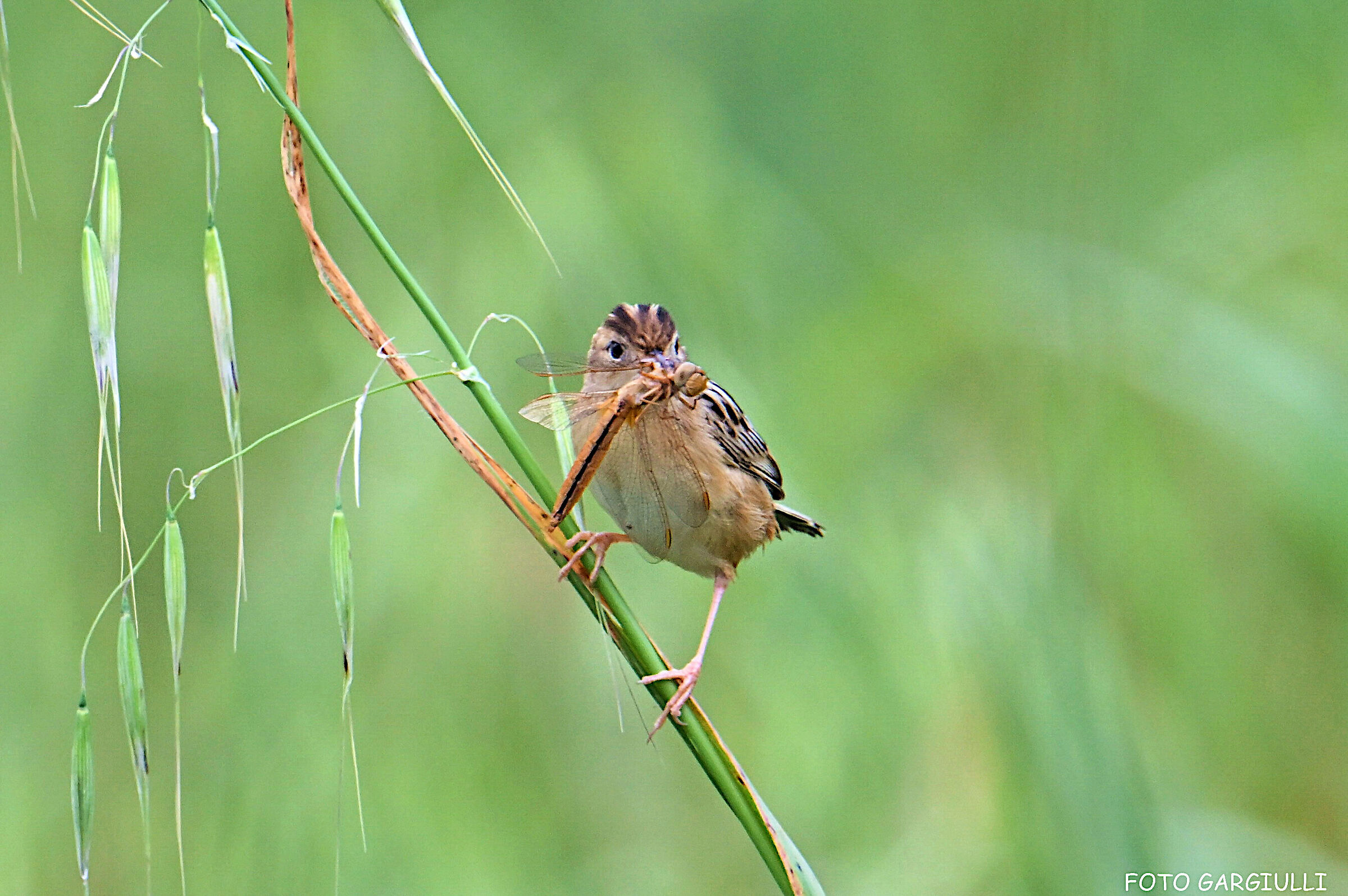 Snipe with prey