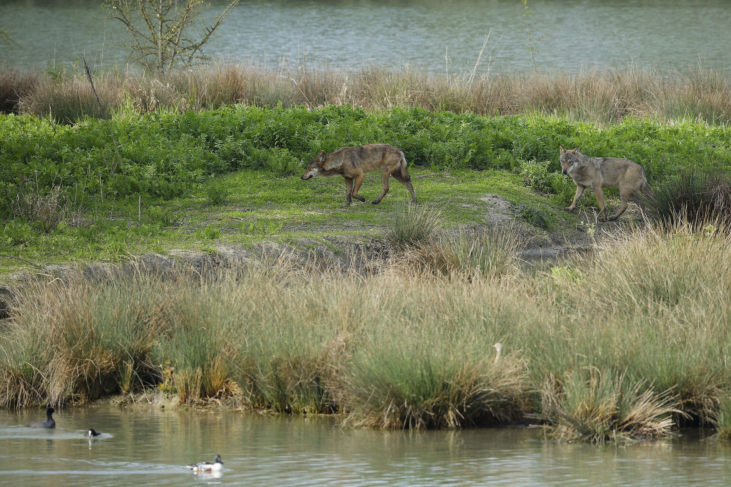 They suddenly appeared as shadows... (wolves)