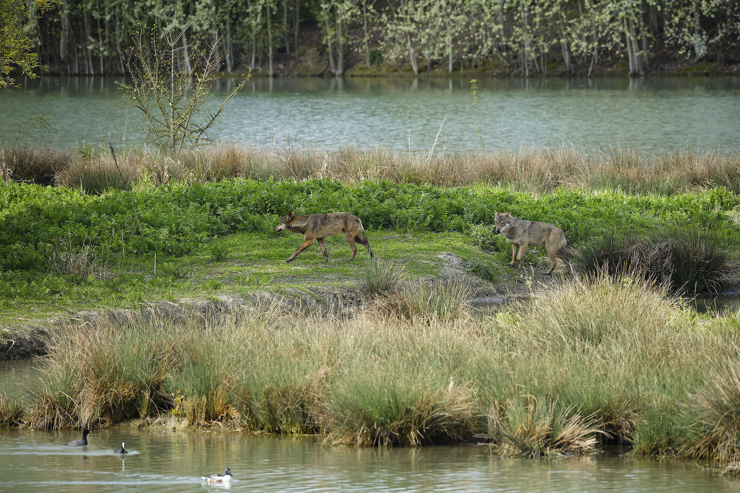 They suddenly appeared as shadows... (wolves)