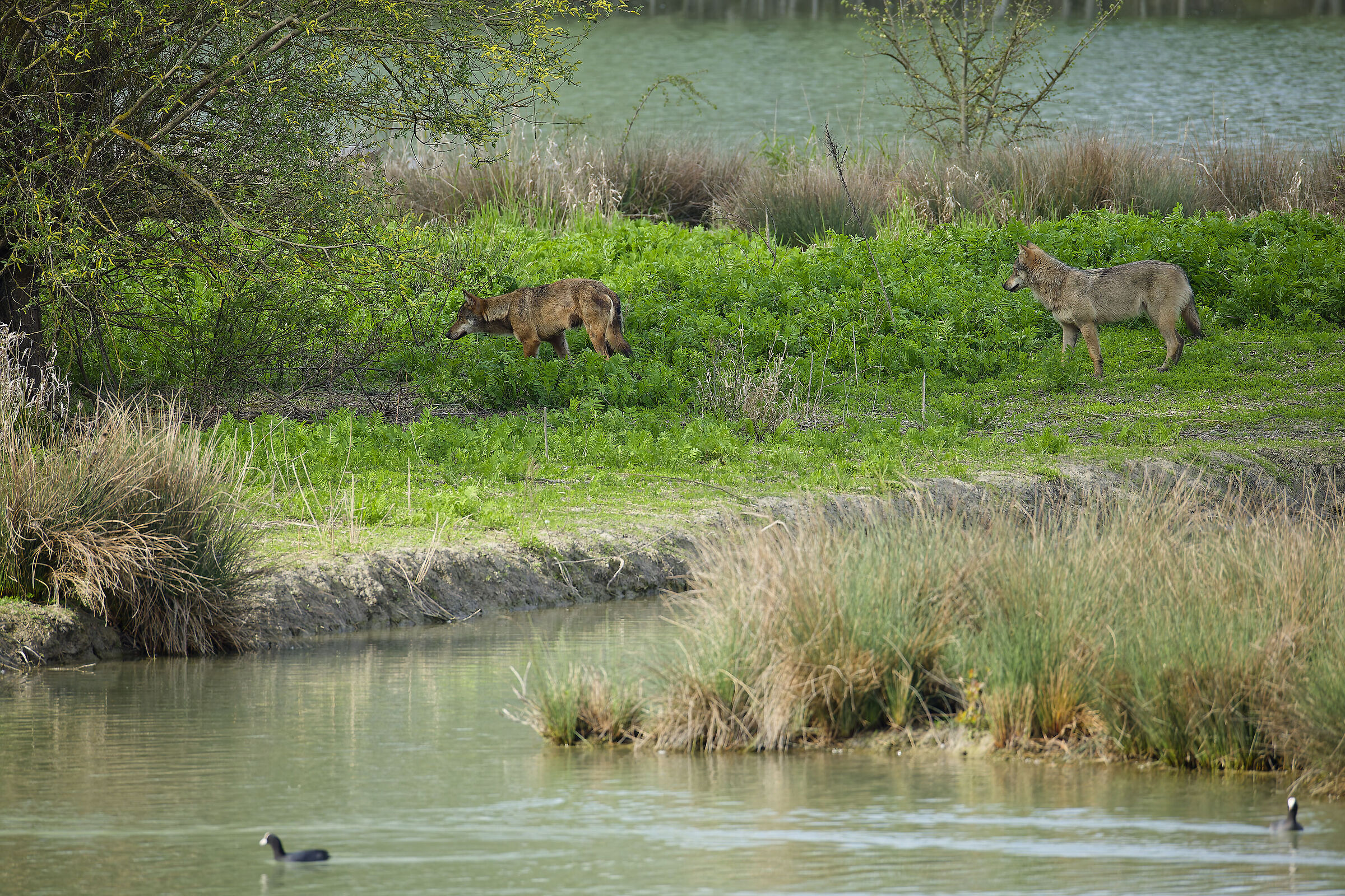 They suddenly appeared as shadows... (wolves)