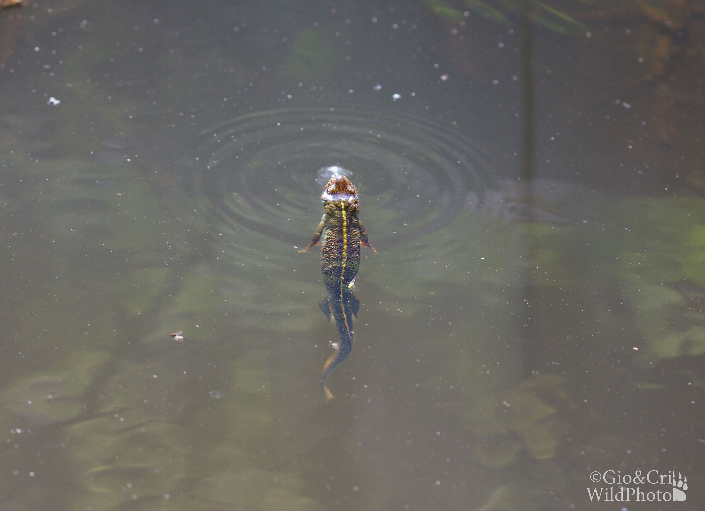 Orobic newt