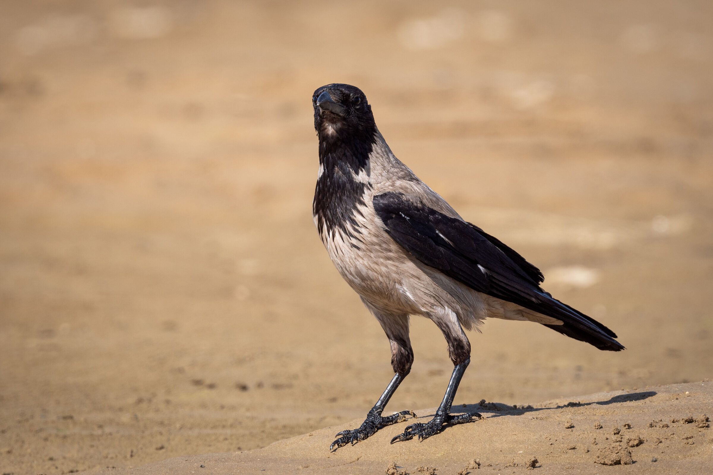 Gray Raven