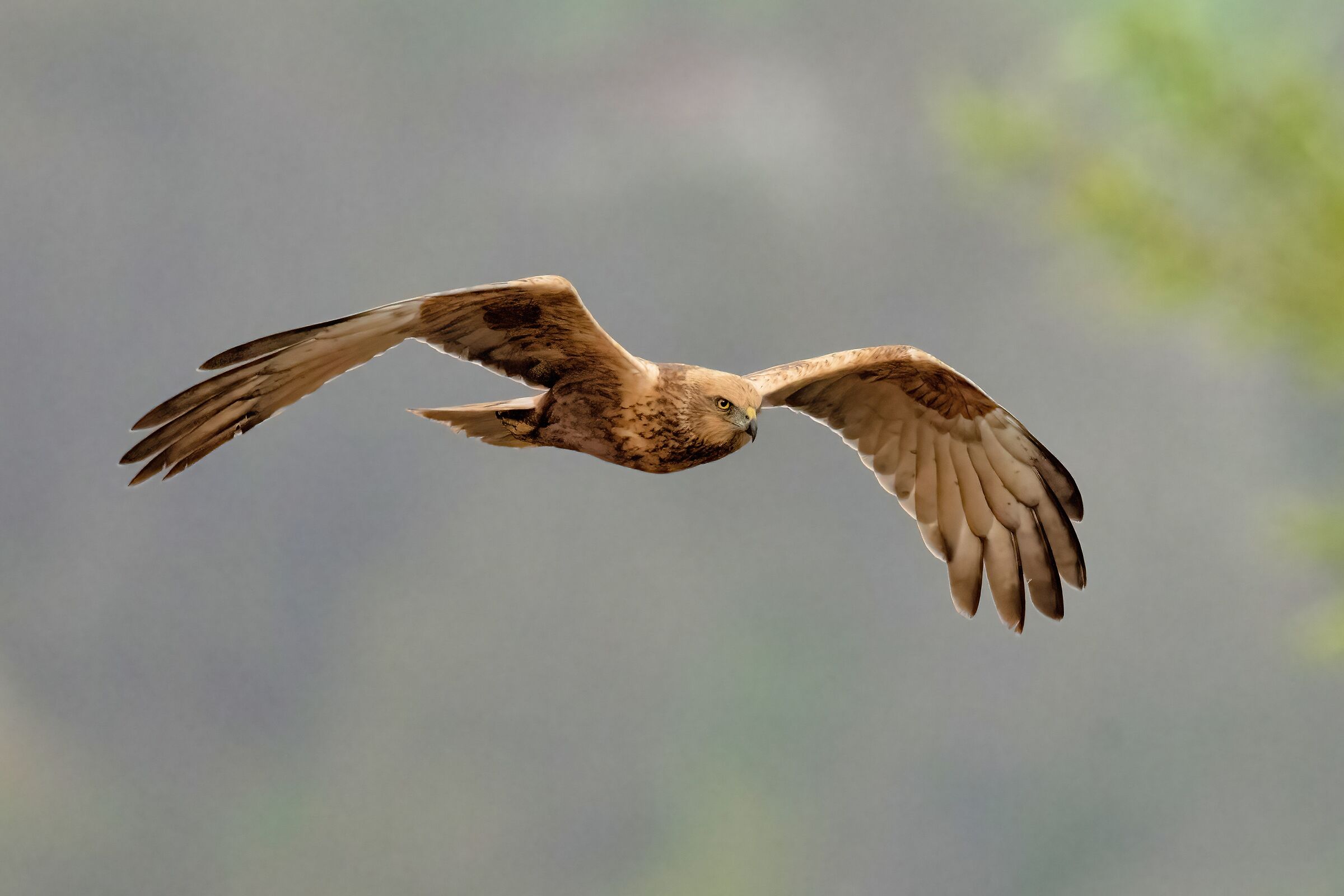 Marsh Harrier (Circus aeruginosus)