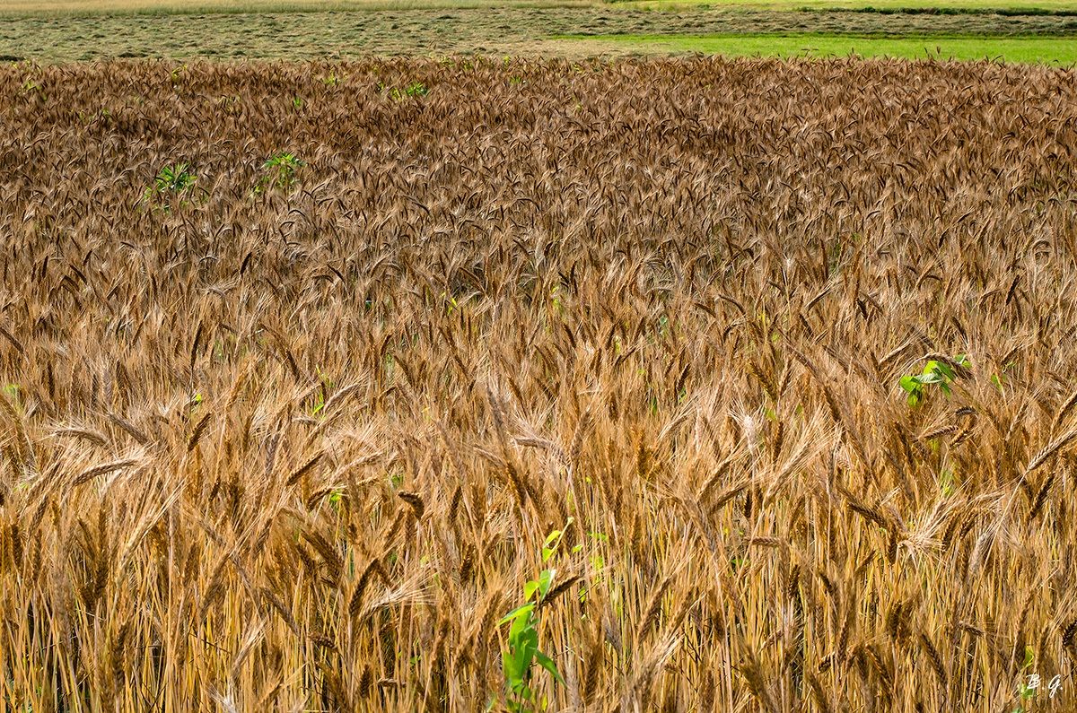 The triticale ro ...