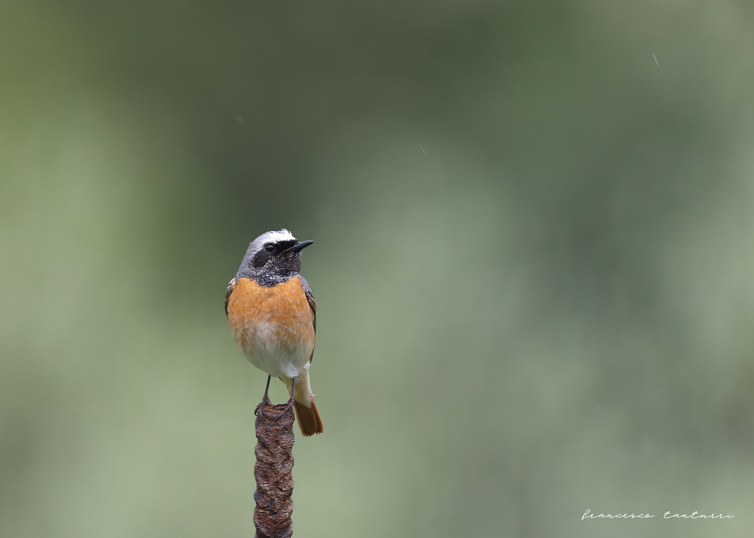 Redstart