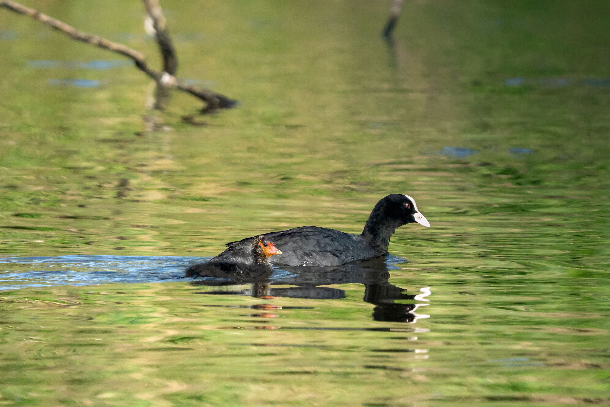 Coot with chick