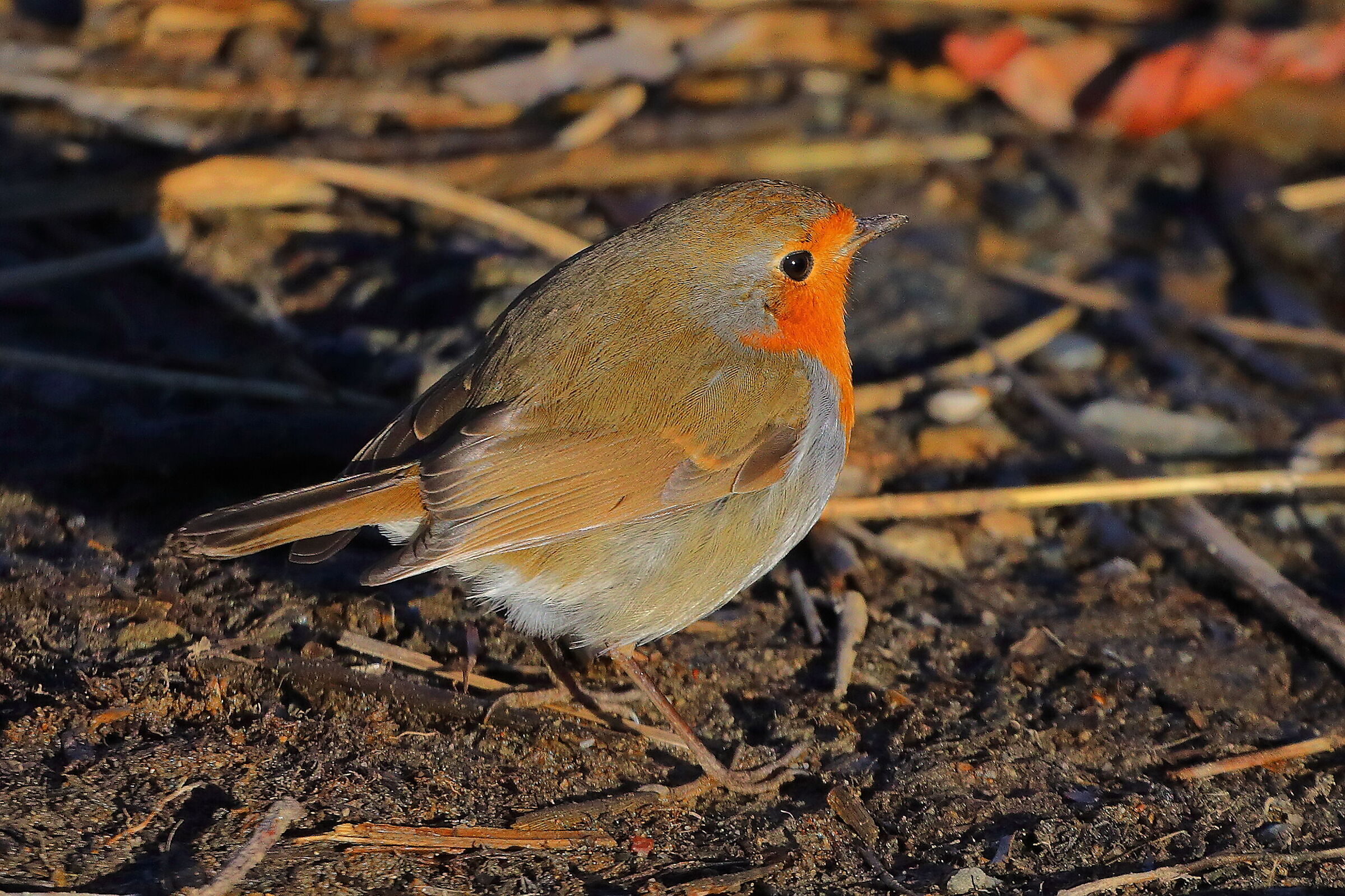 Pettirosso 03 gennaio 2025 - 0010