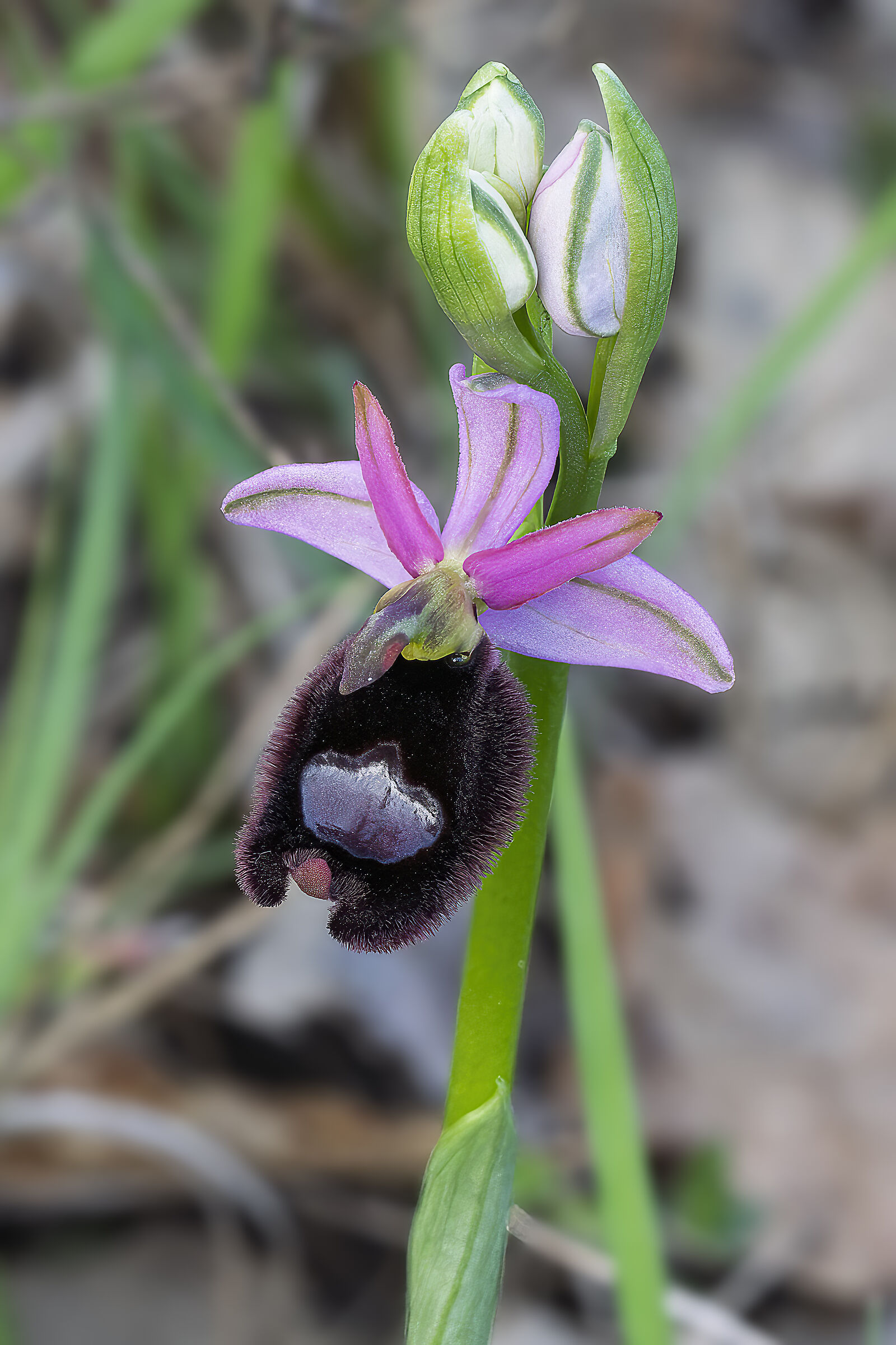 Ophrys benacensis