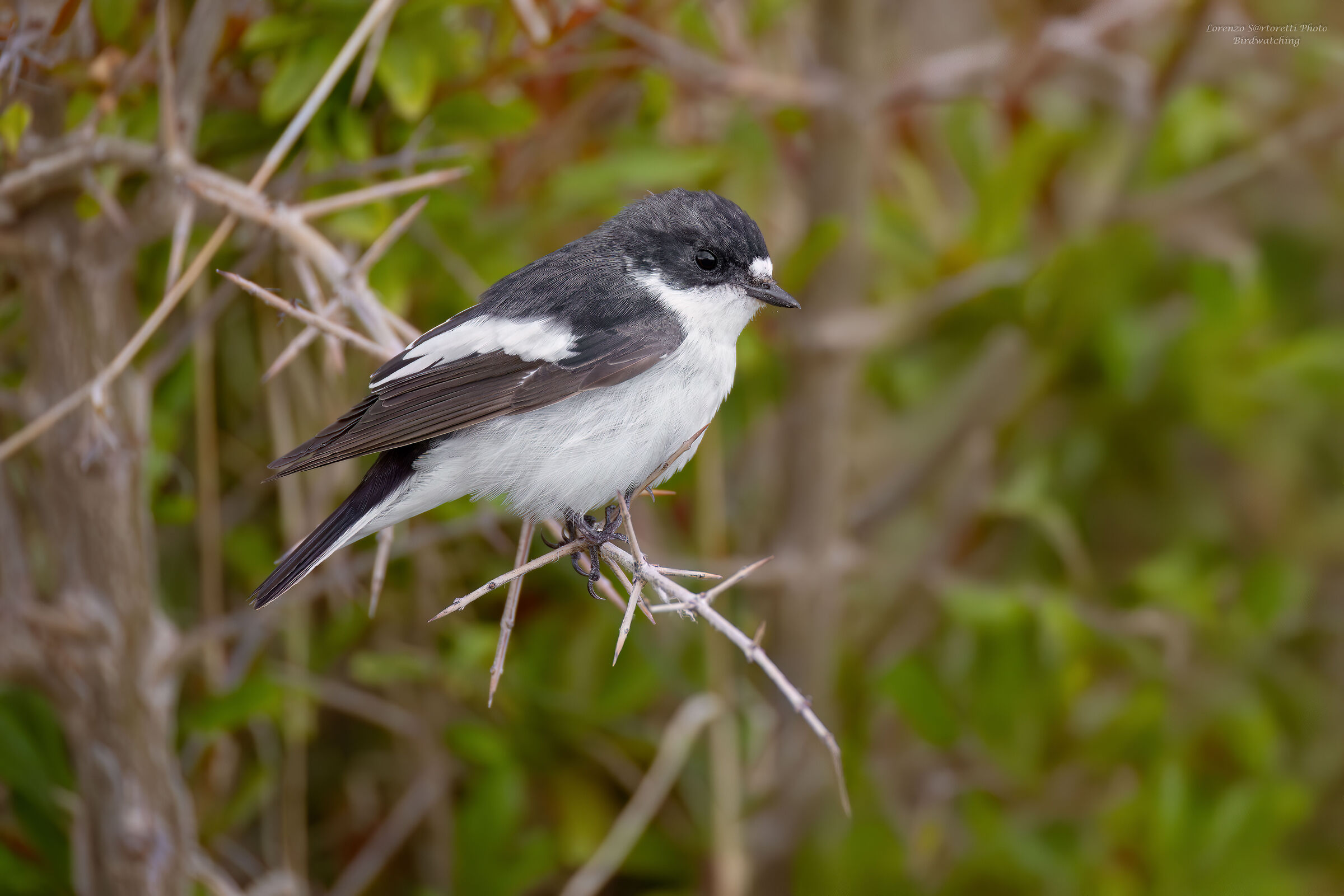 Black flycatcher m.