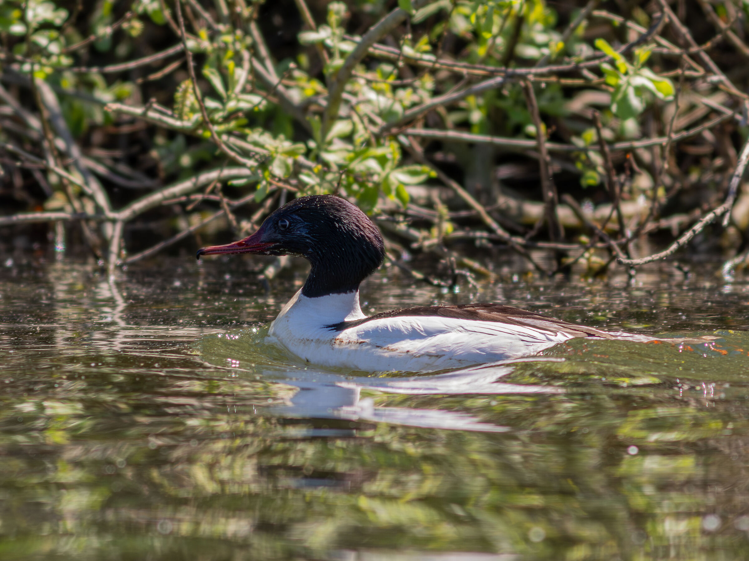Greater Merganser m