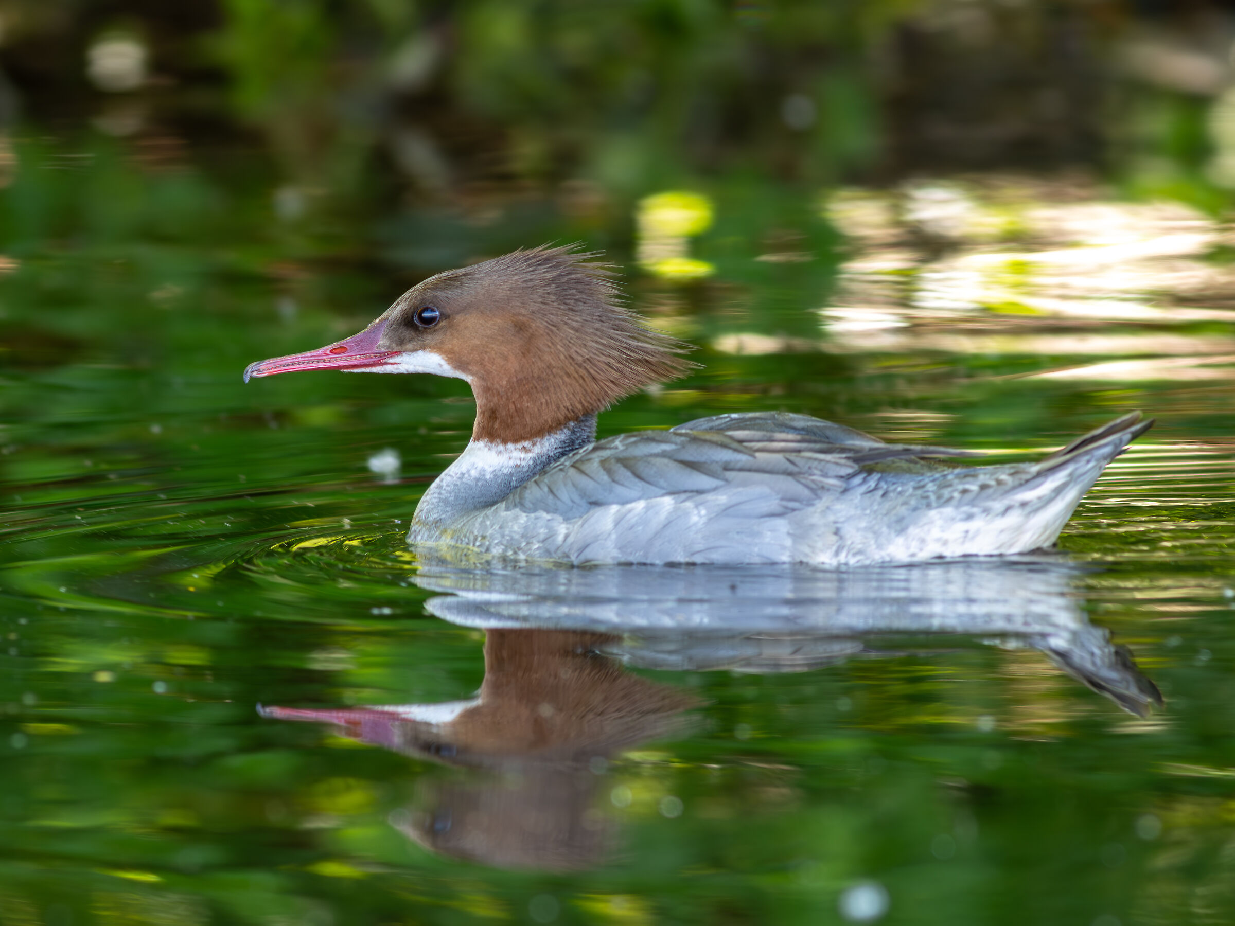 Eurasian Merganser f