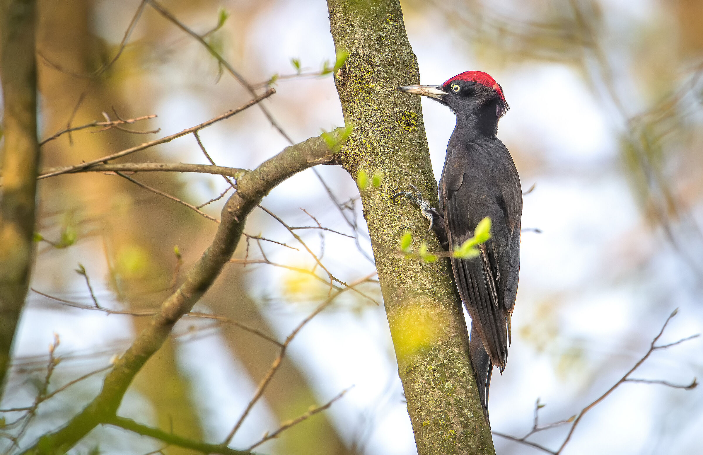 Black woodpecker